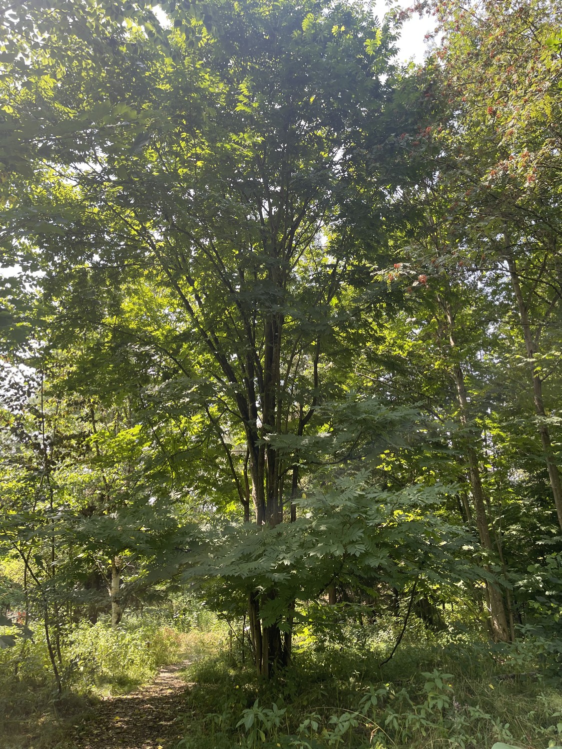 Pterocarya rhoifolia