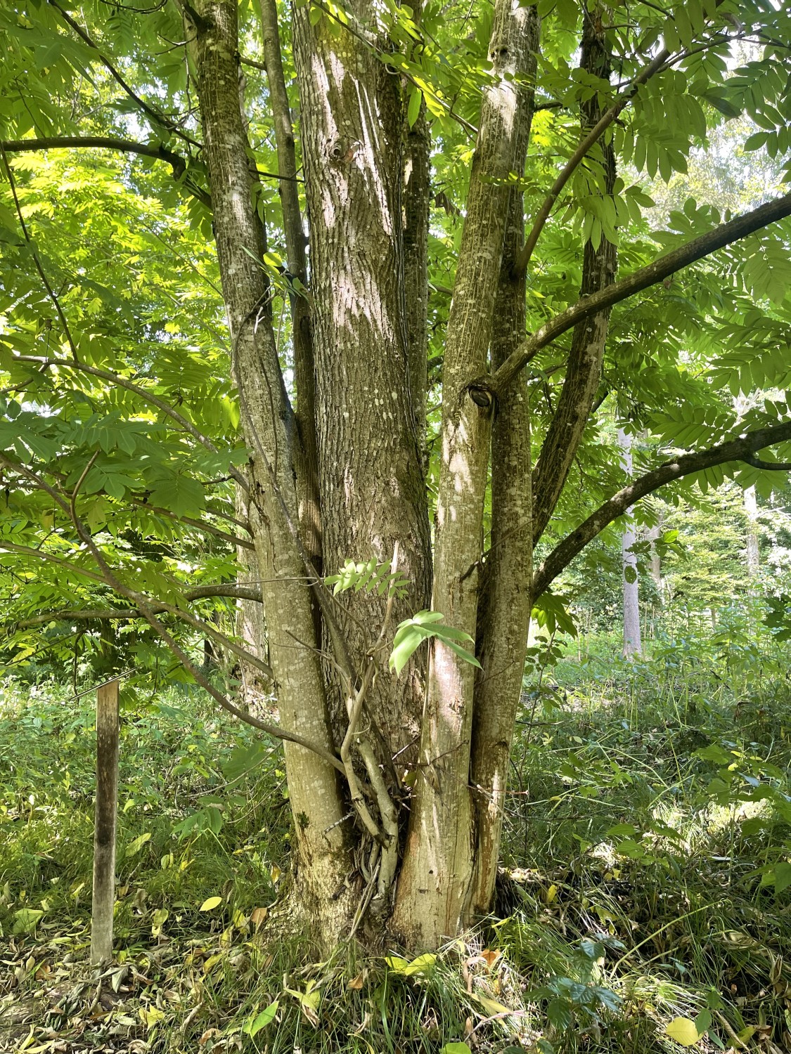 Pterocarya rhoifolia - Oberthalhausen - 2022