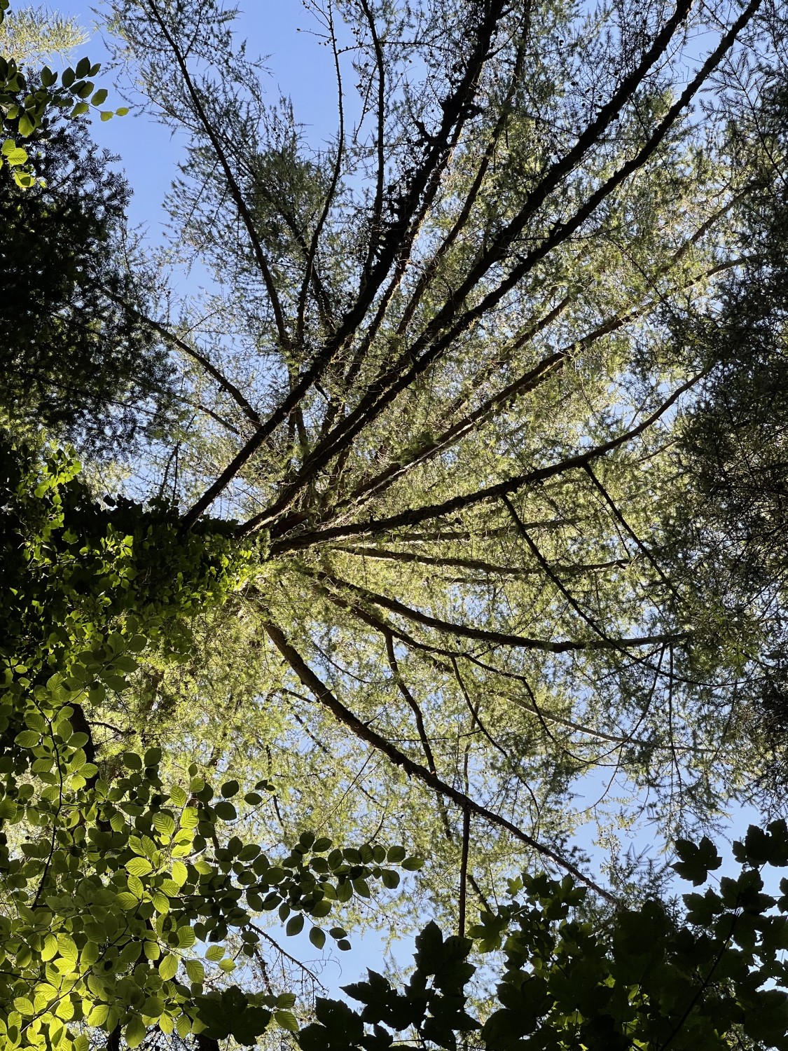 Larix × eurokurilensis - Grafrath - 2022