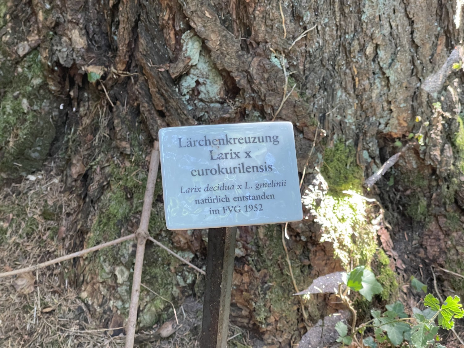 Larix × eurokurilensis - Grafrath - 2022