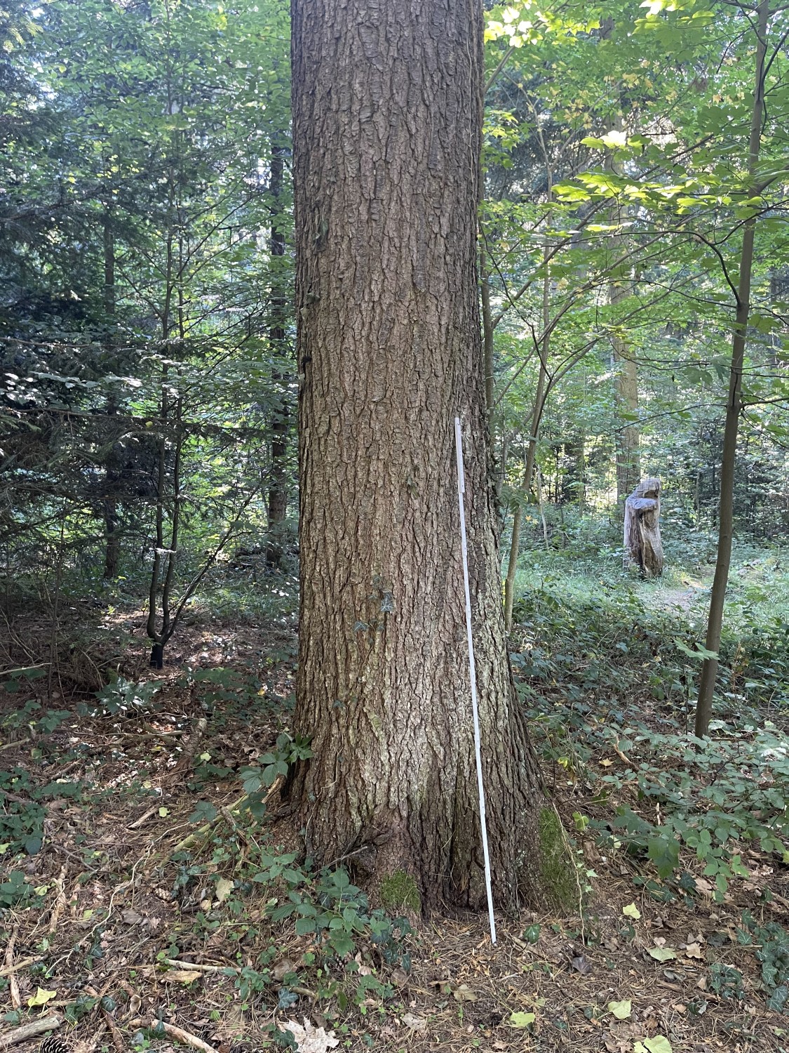 peuce Pinus