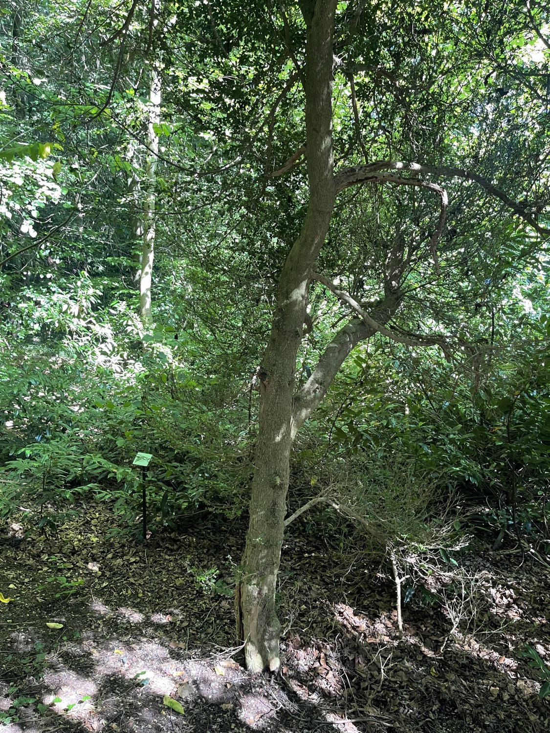 Buxus sempervirens