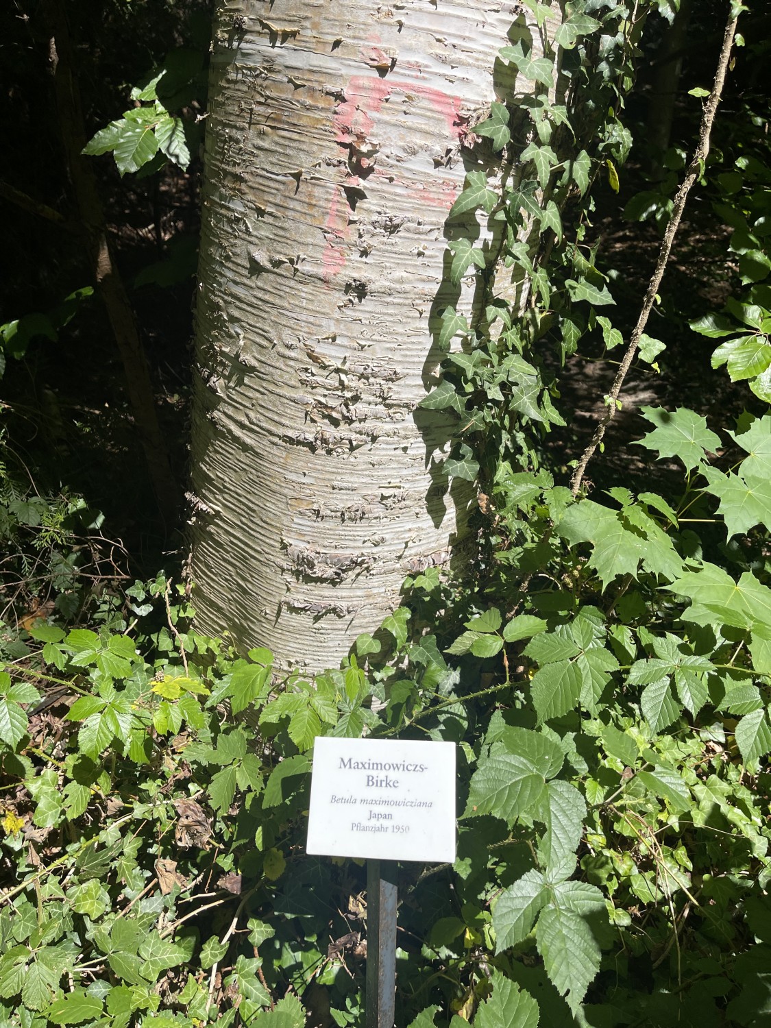 Betula maximowicziana - Grafrath - 2022