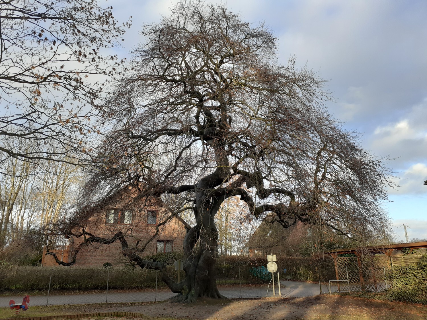 Fagus sylvatica var. suentelensis - Haste - 2021