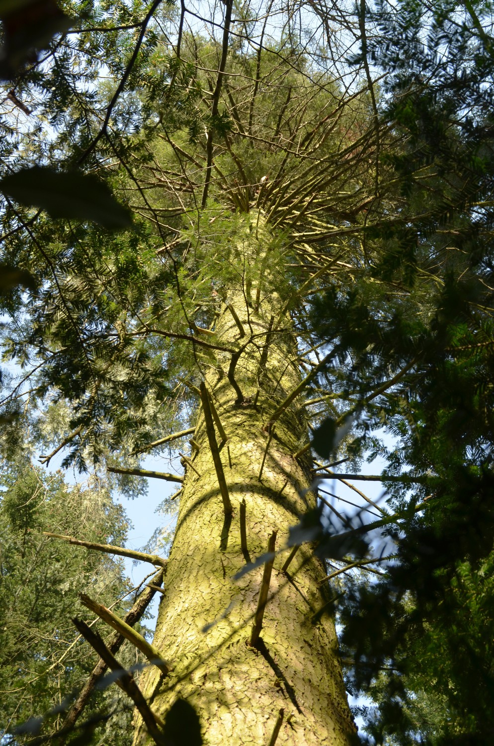 Abies grandis