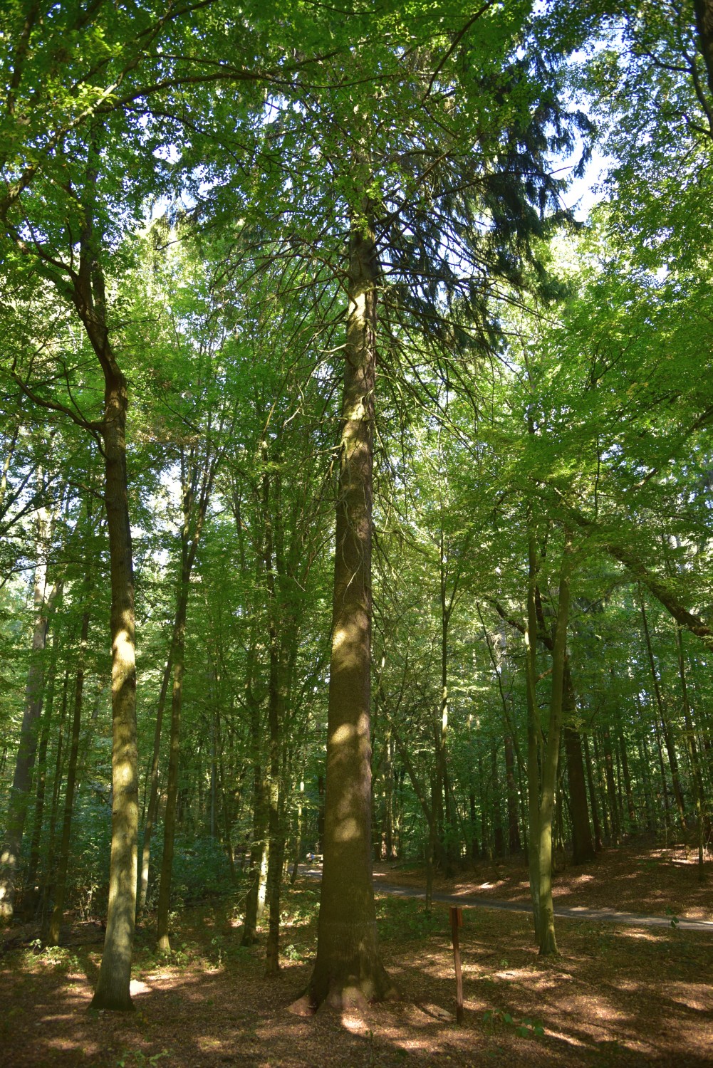 Picea abies -Bad Buckow - 2018