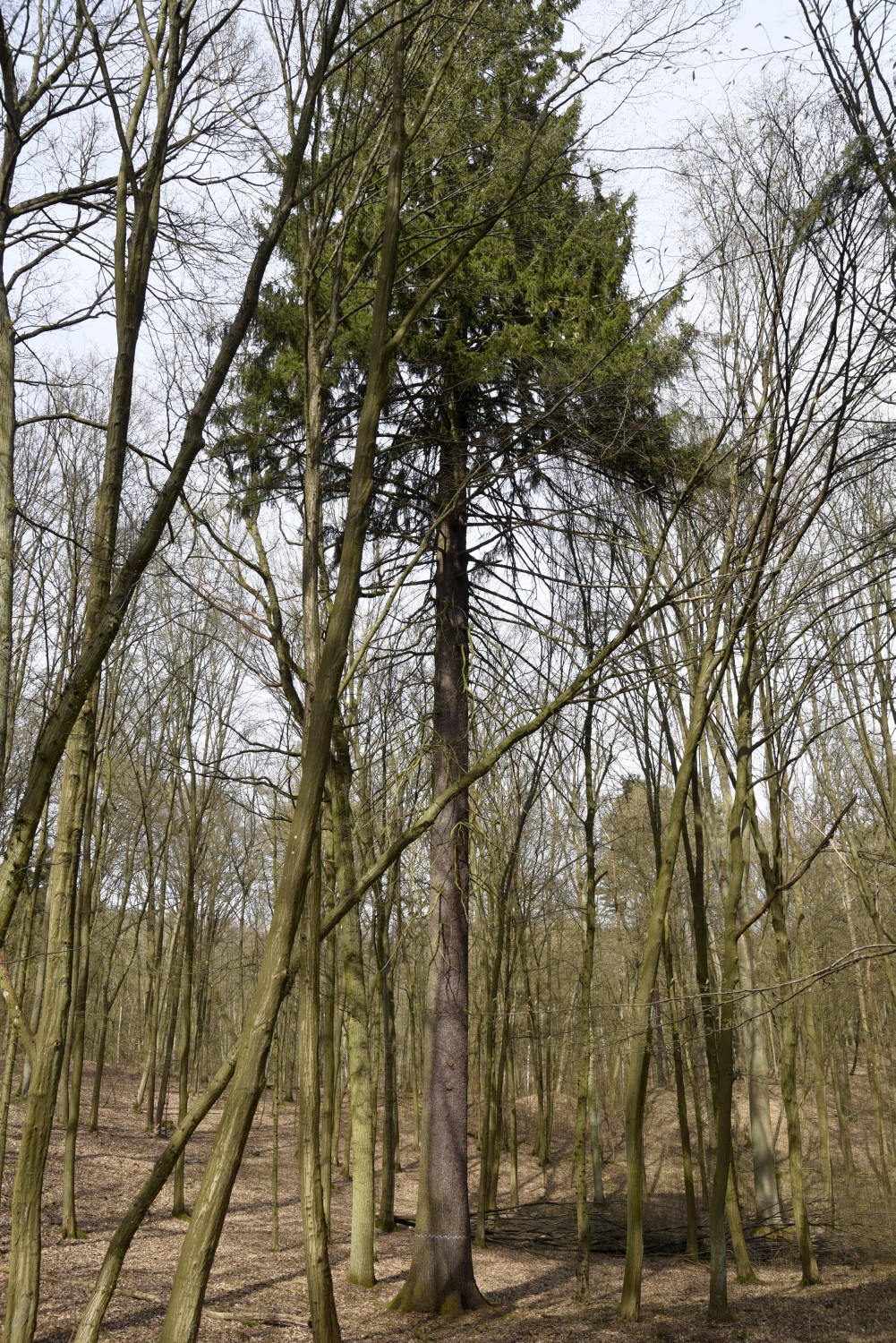 Picea abies -Bad Buckow - 2015