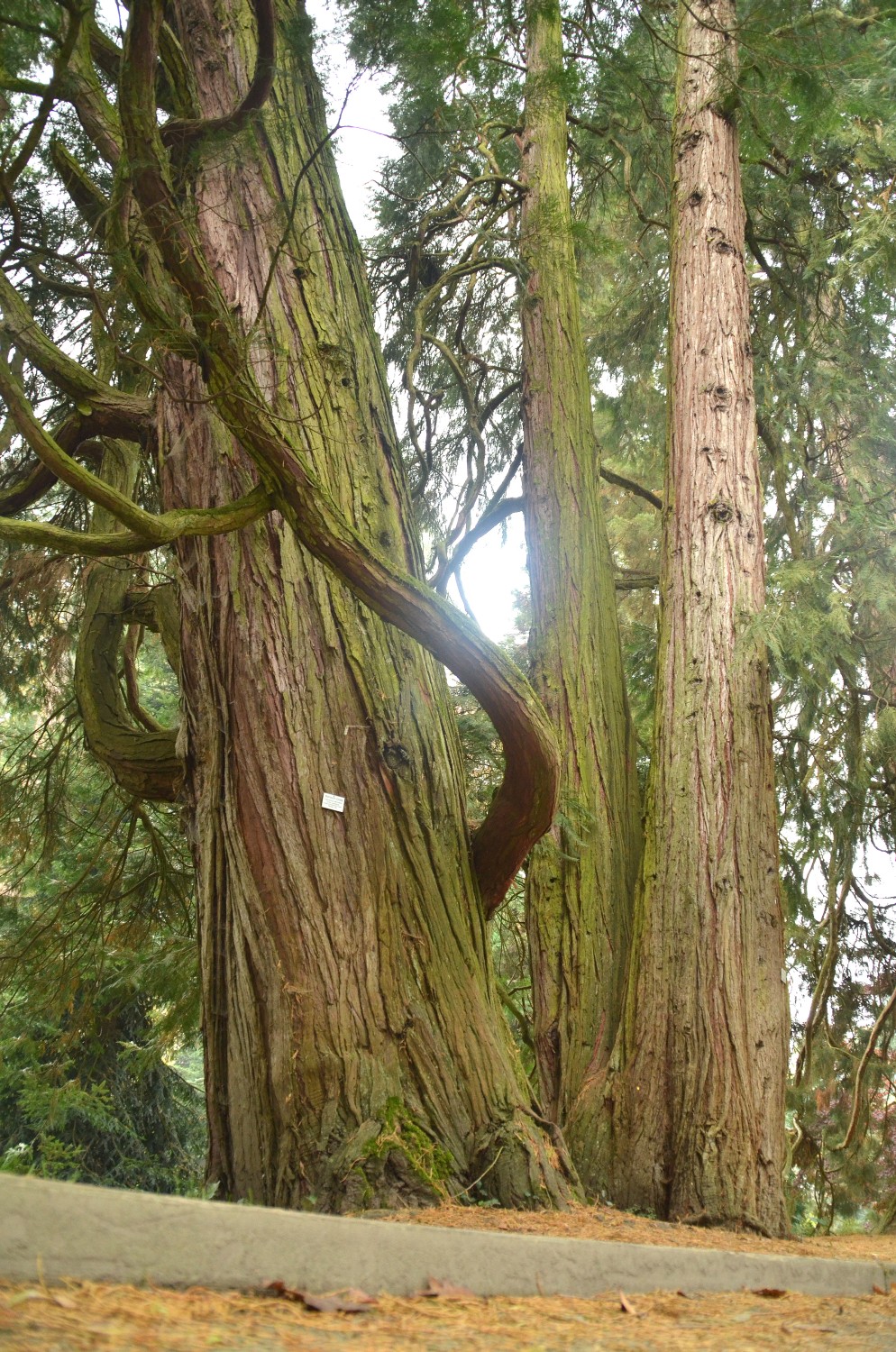Calocedrus decurrens