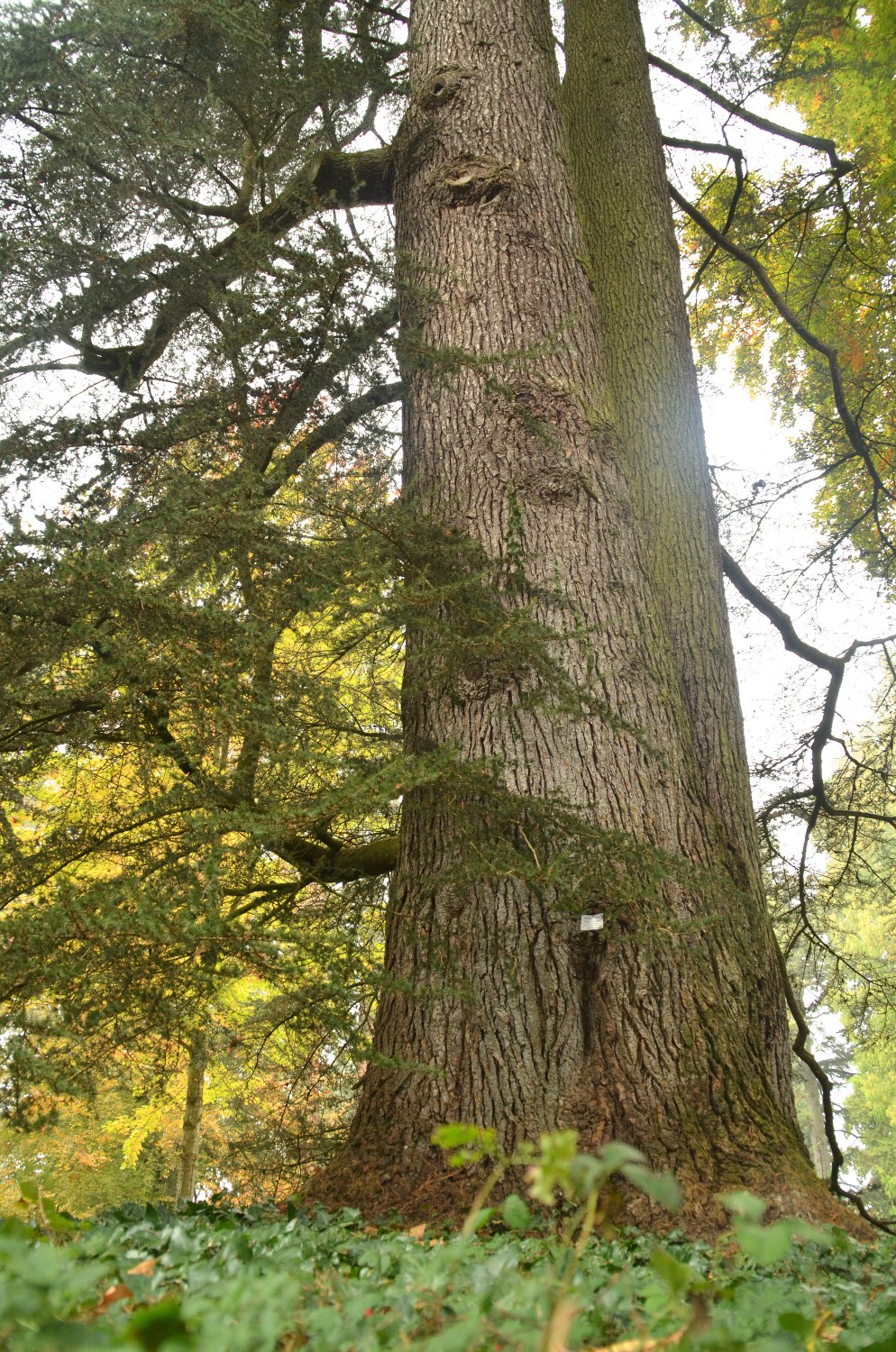 atlantica Cedrus