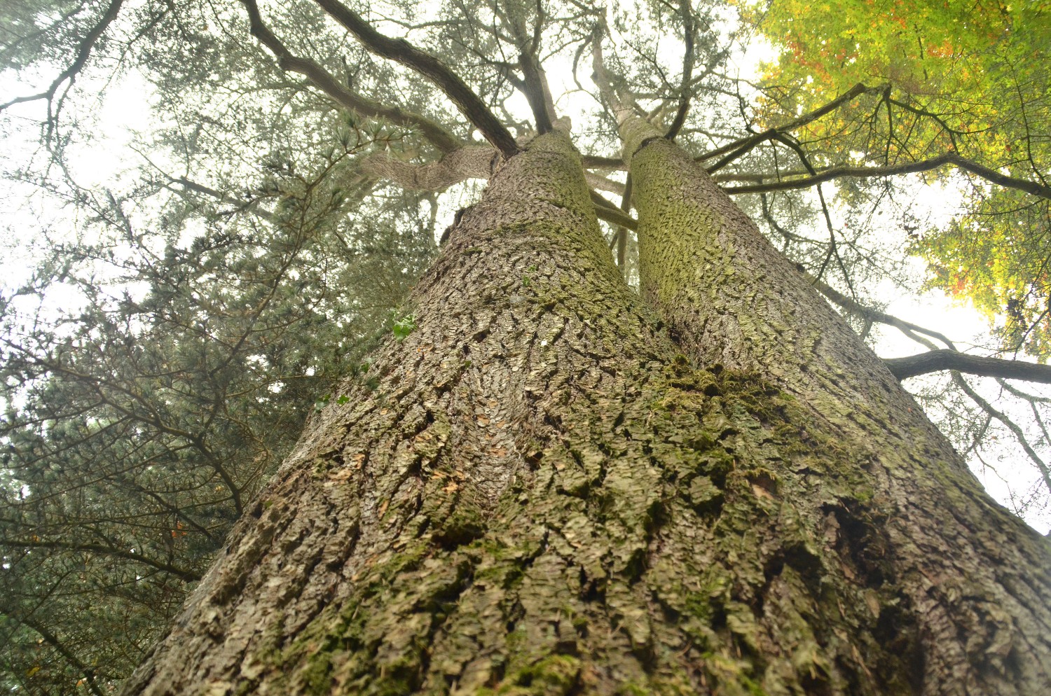 Cedrus atlantica - Mainau - 2021