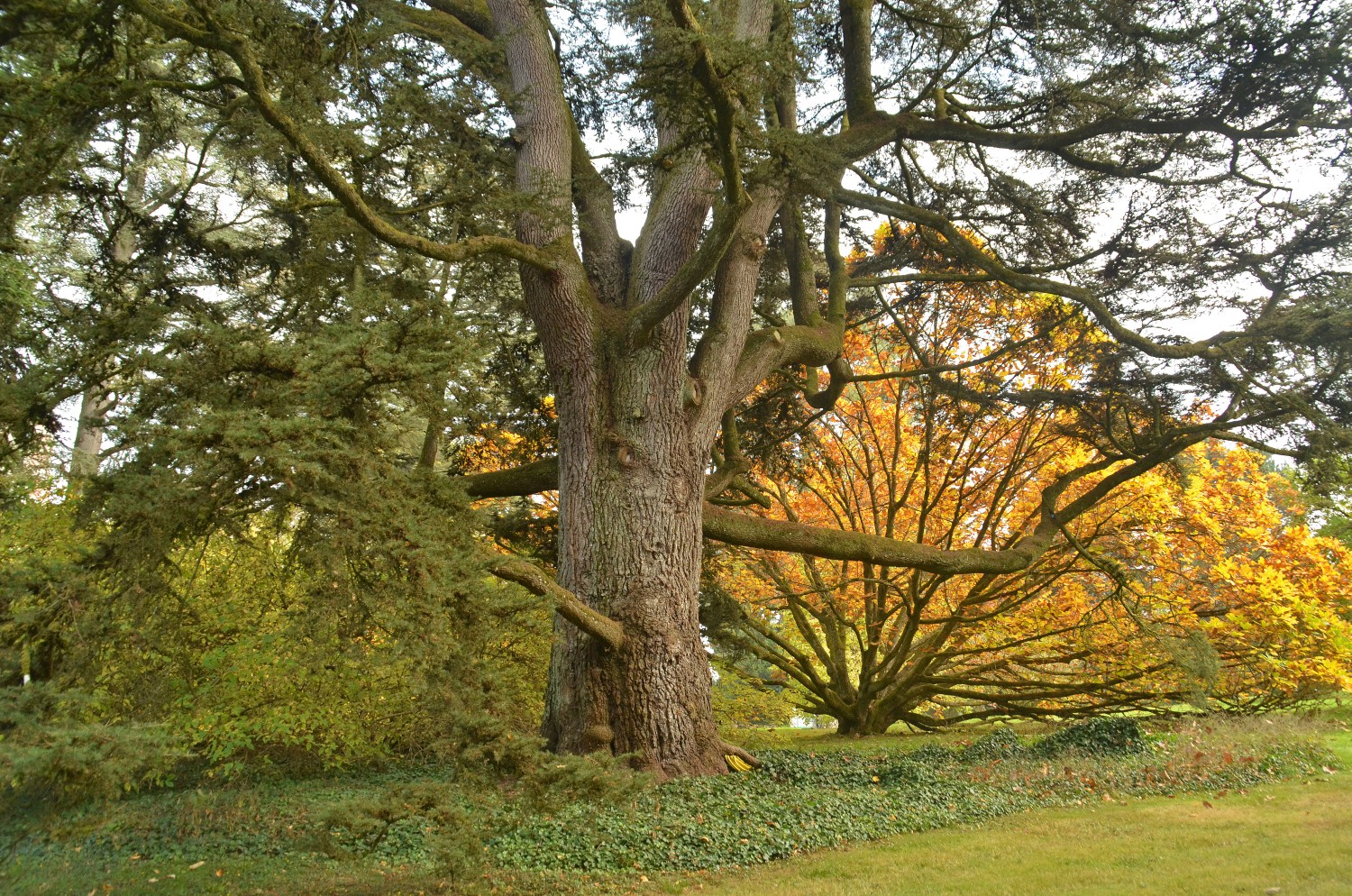atlantica Cedrus