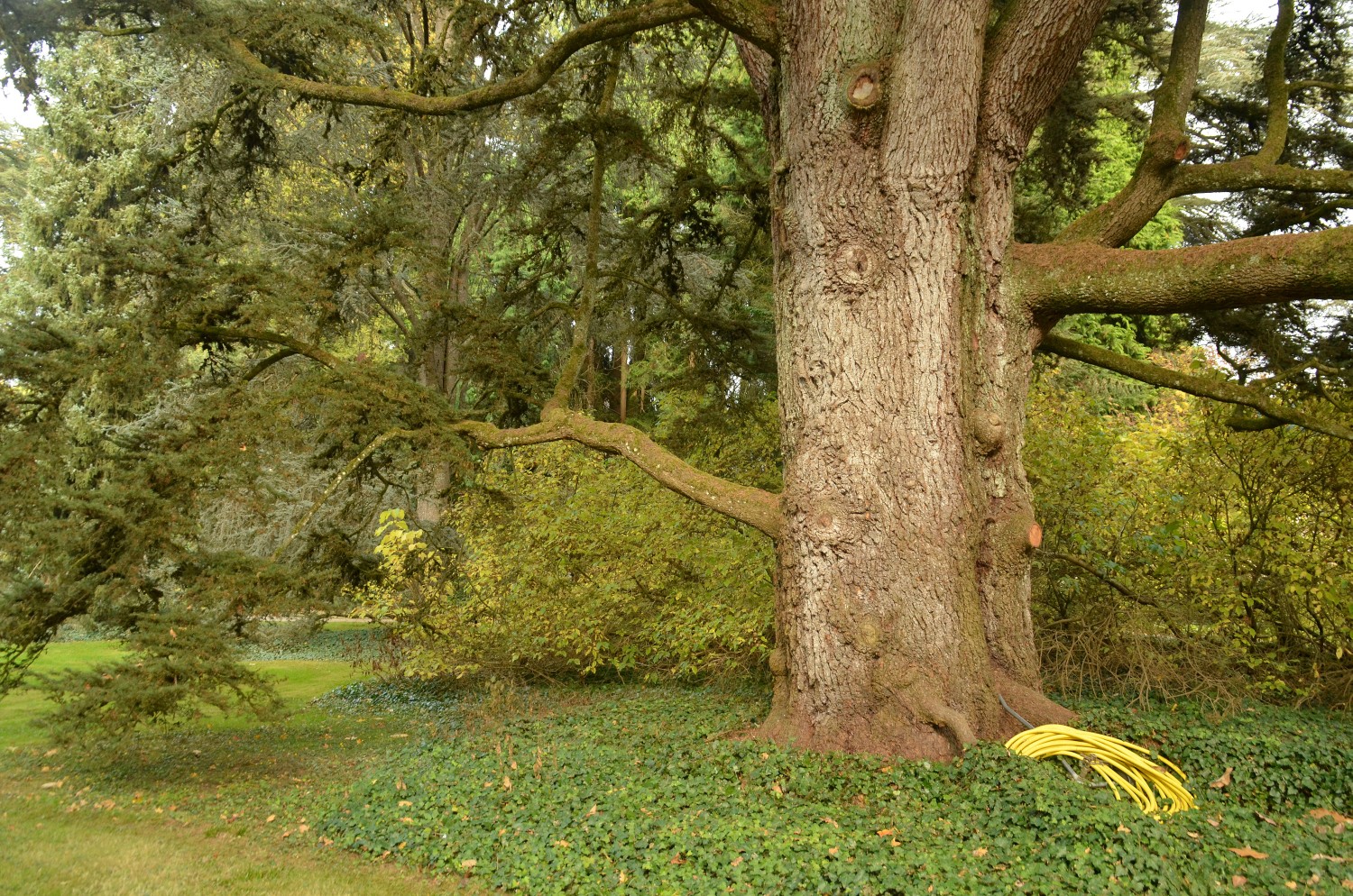 Cedrus atlantica - Mainau - 2021