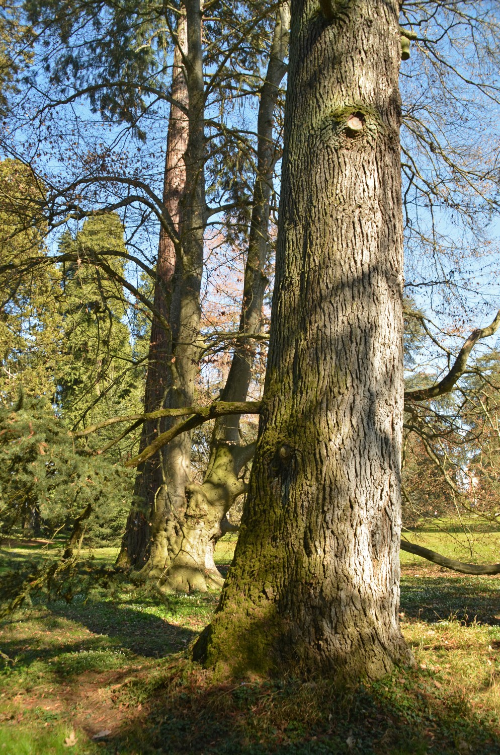 atlantica Cedrus
