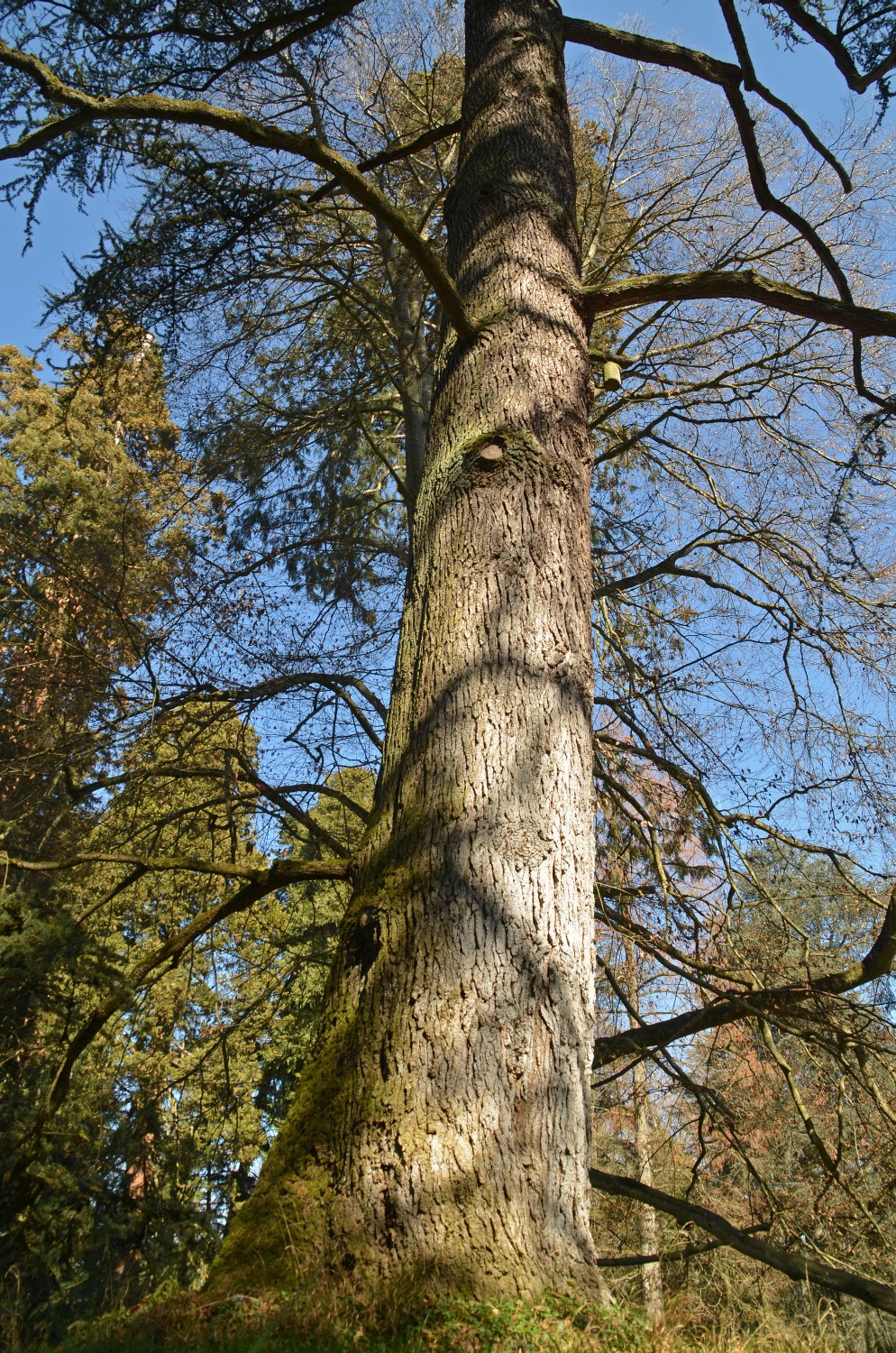 Cedrus atlantica - Mainau - 2021