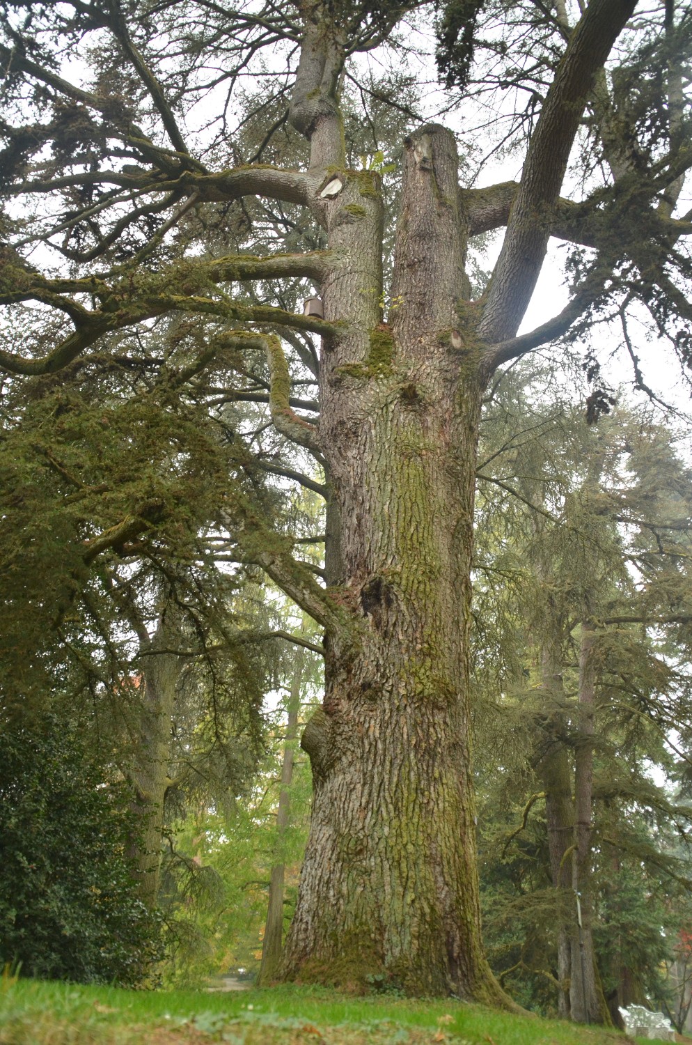 atlantica Cedrus