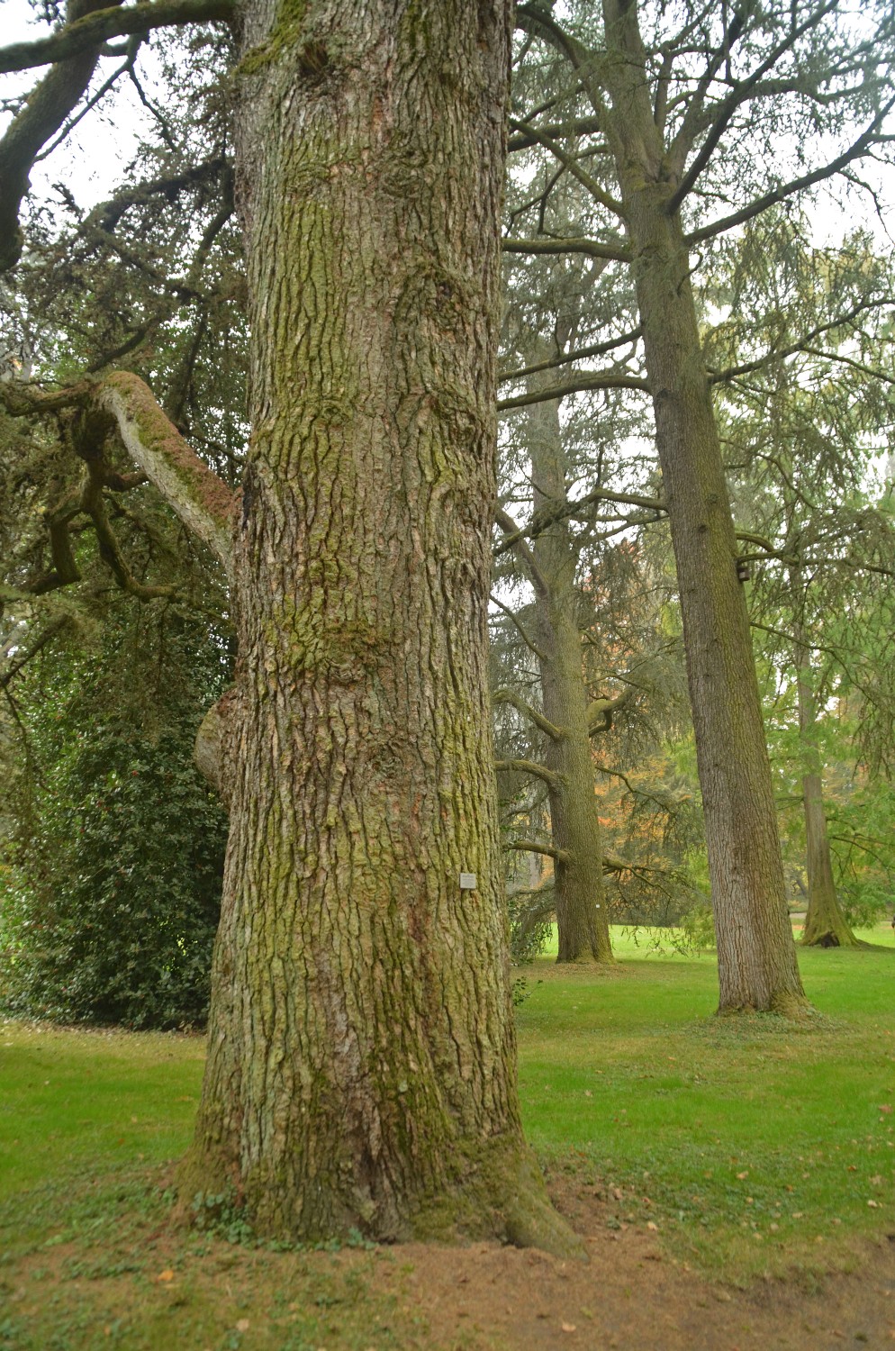 Cedrus atlantica - Mainau - 2021