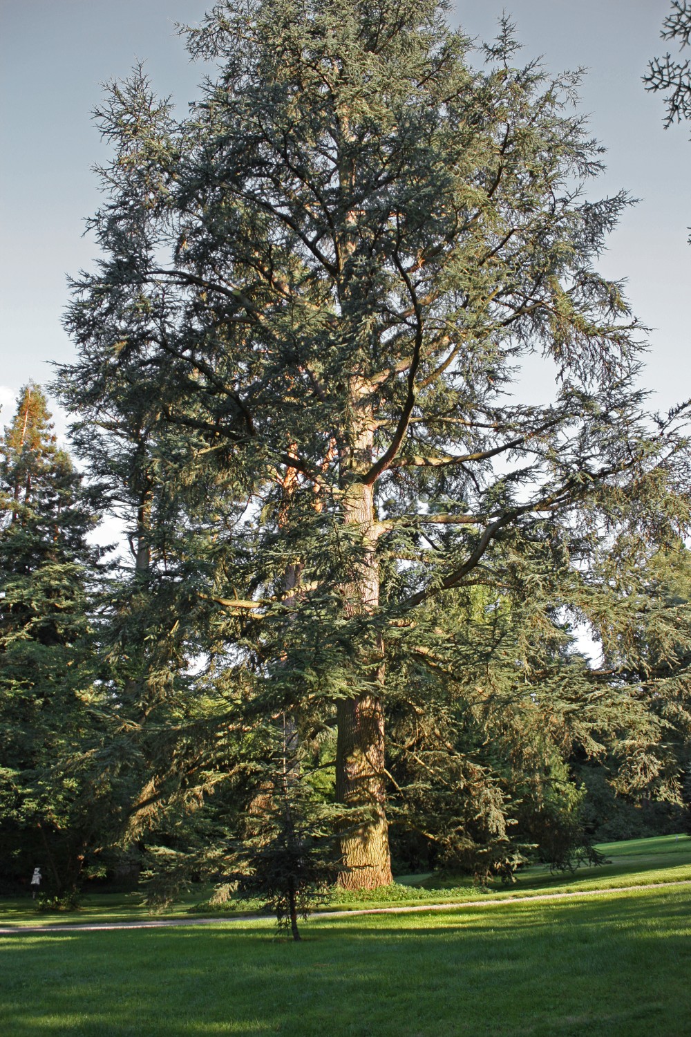 atlantica Cedrus
