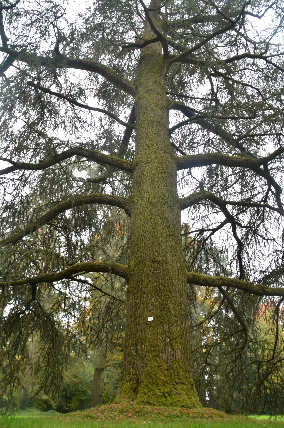 'Glauca' atlantica Cedrus