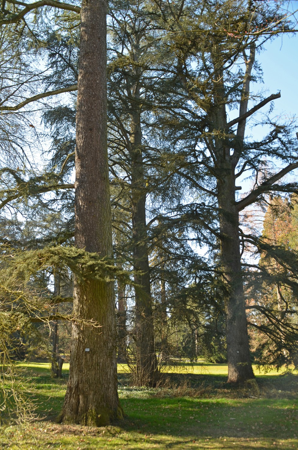 'Glauca' atlantica Cedrus