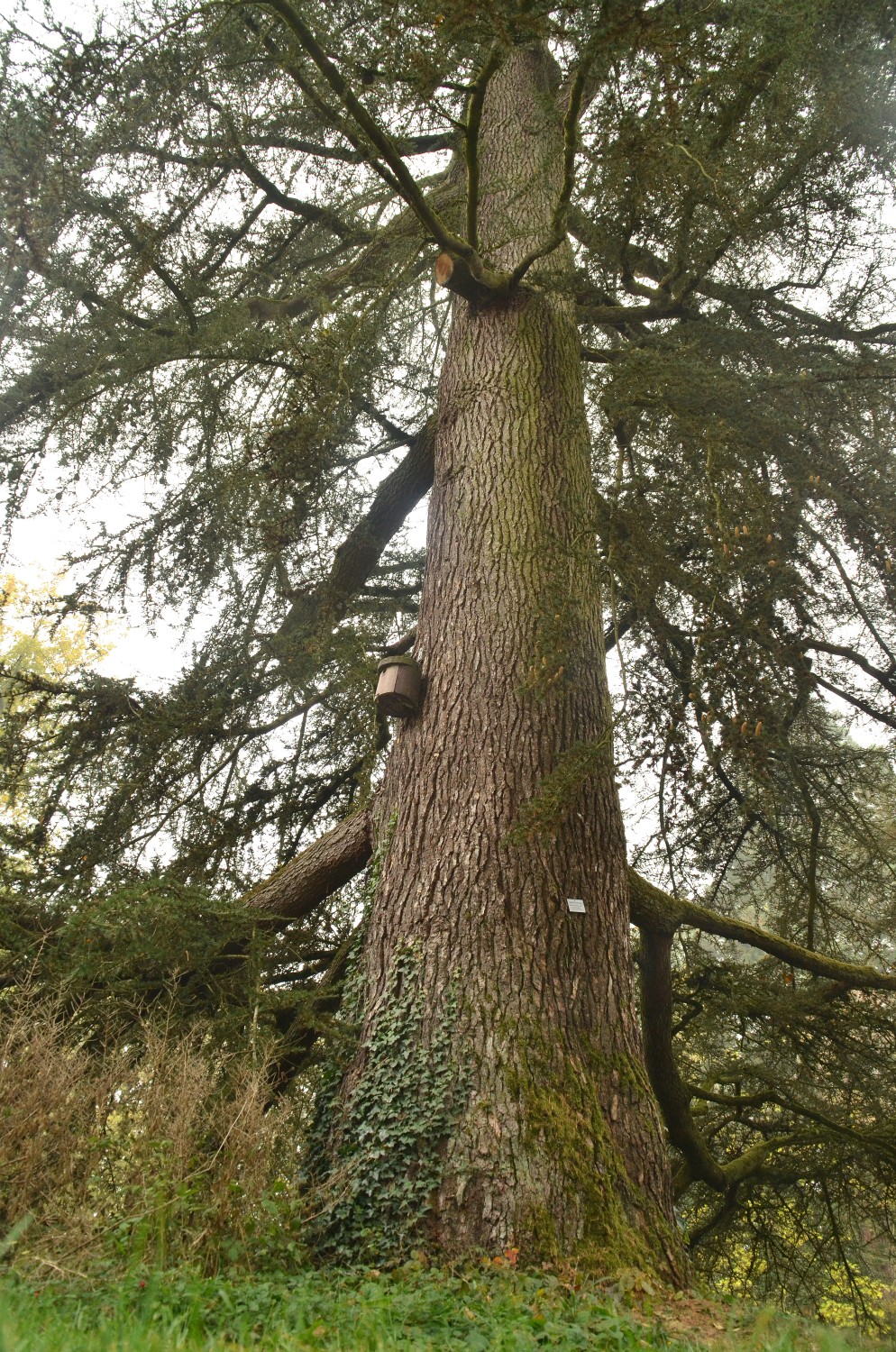 Cedrus libani