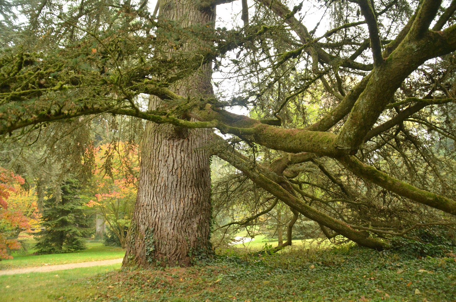 Cedrus libani - Mainau - 2021
