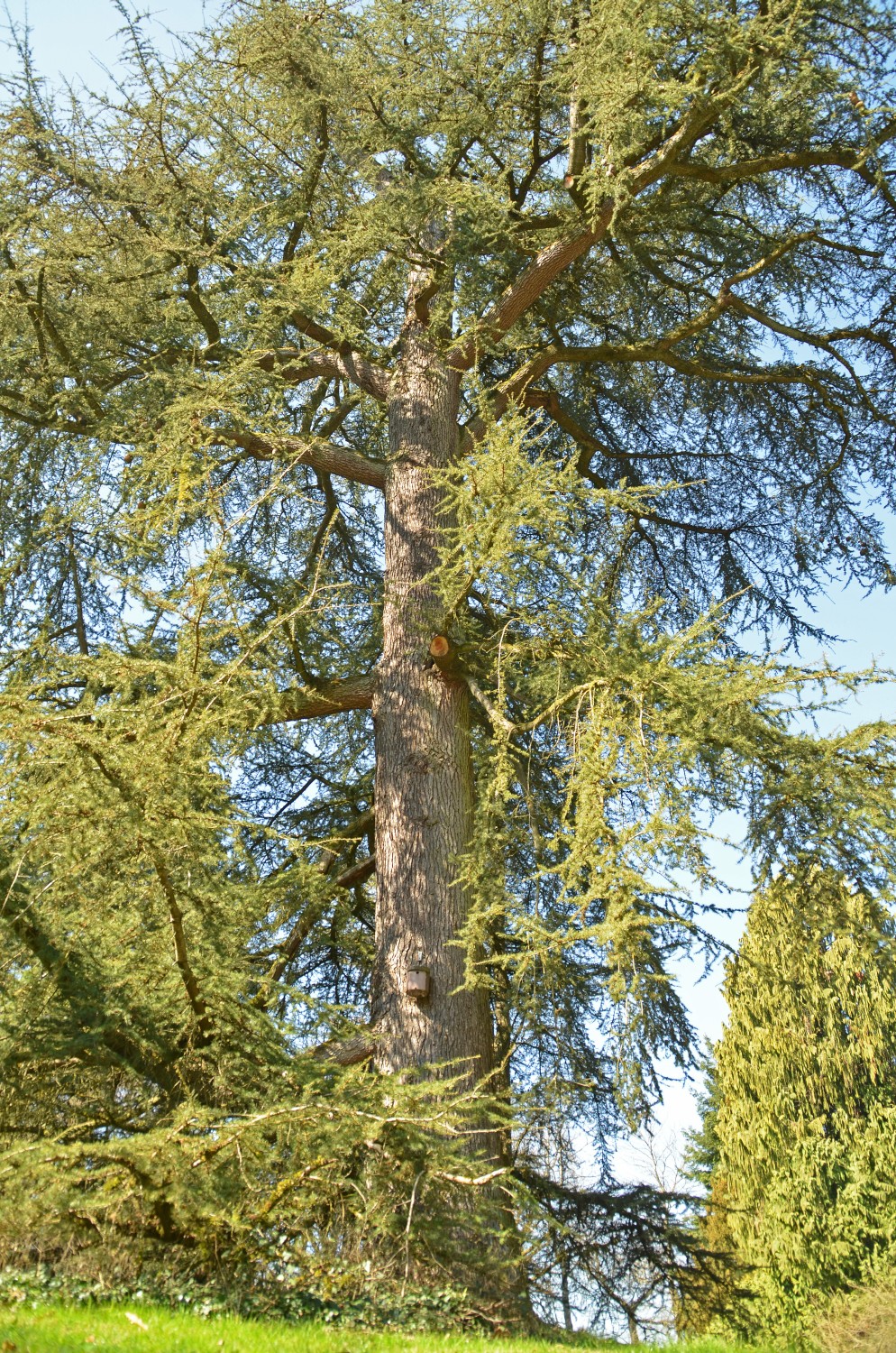 Cedrus libani - Mainau - 2022