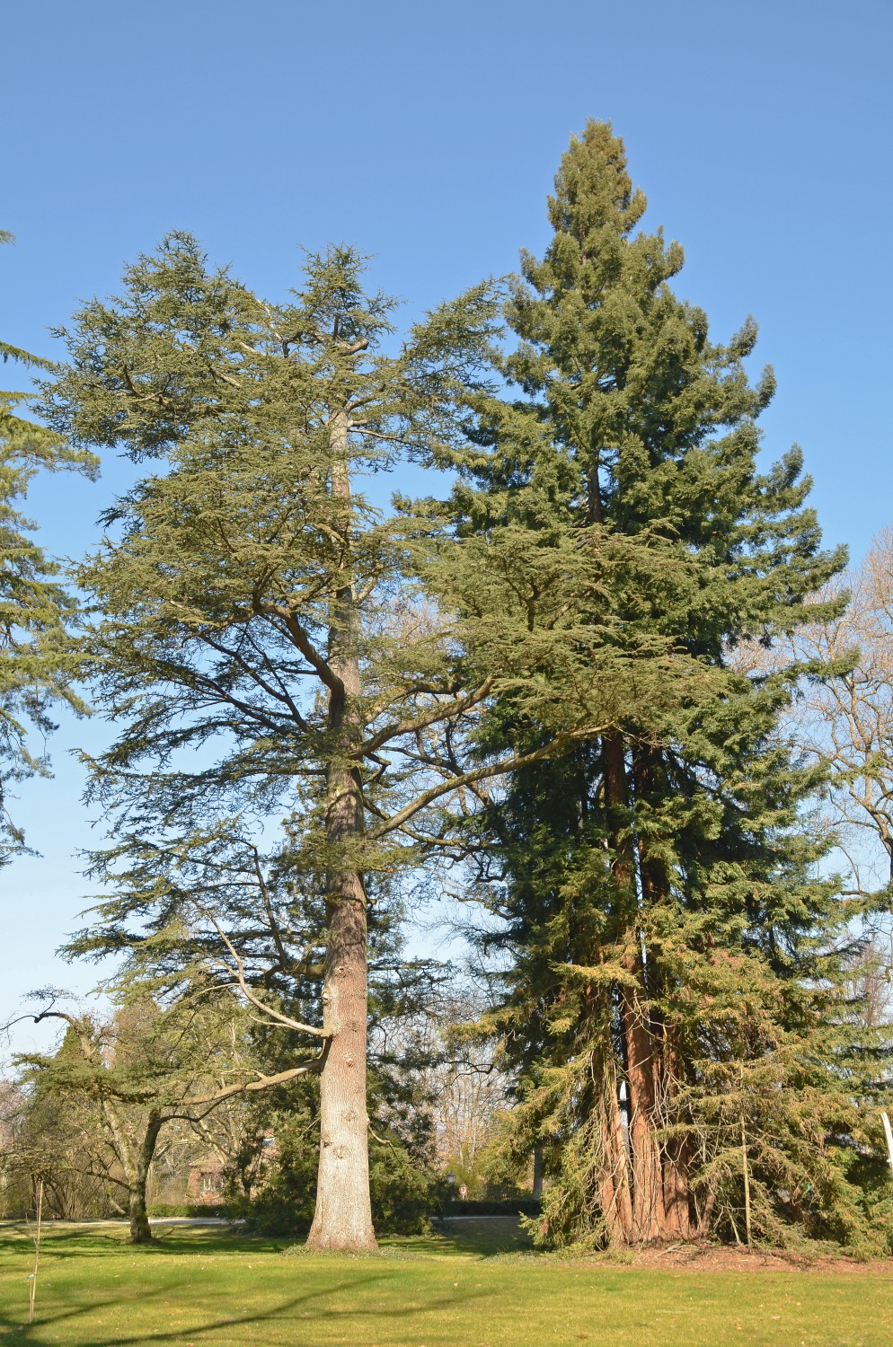 Cedrus libani