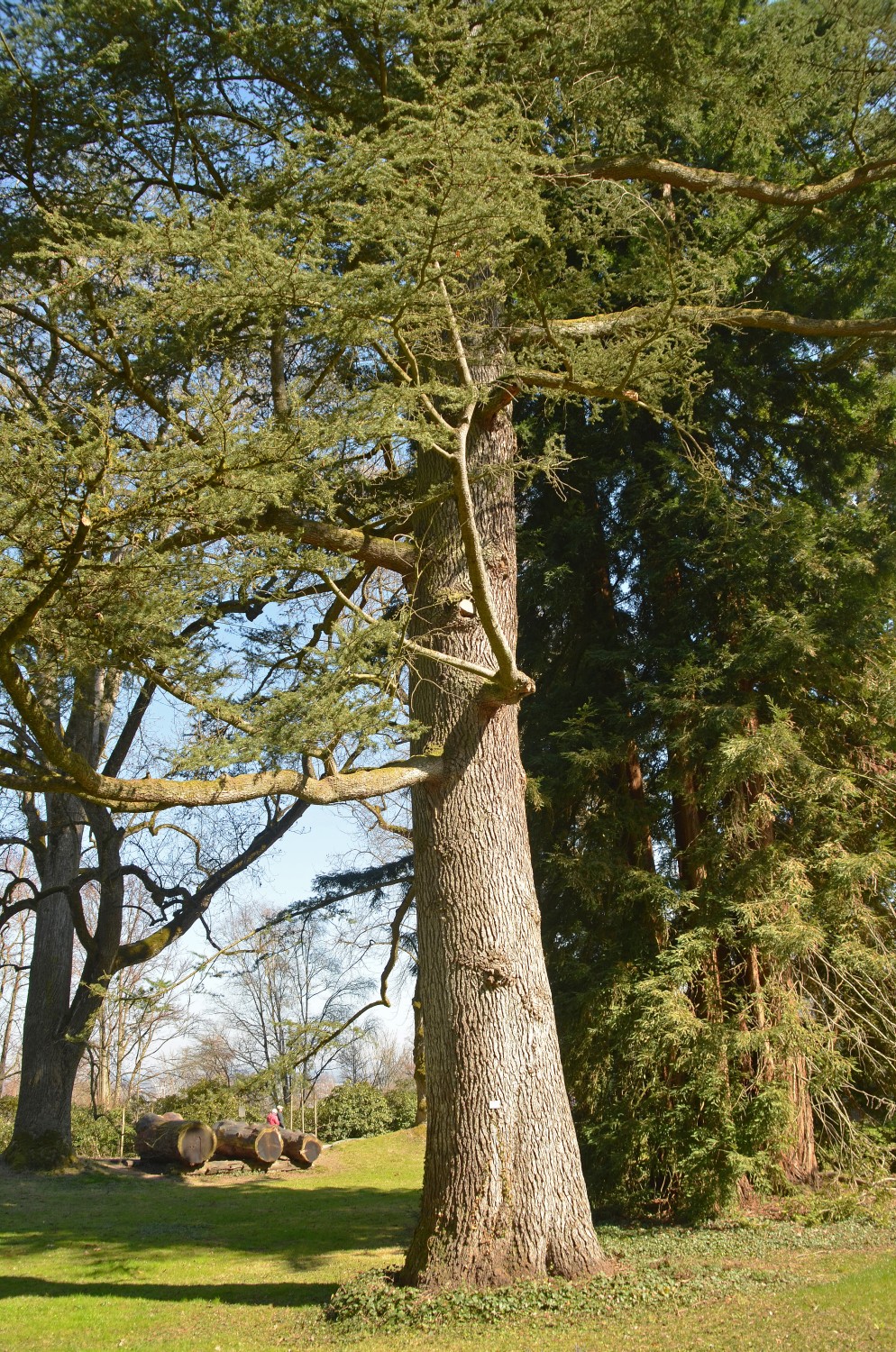 Cedrus libani - Mainau - 2022