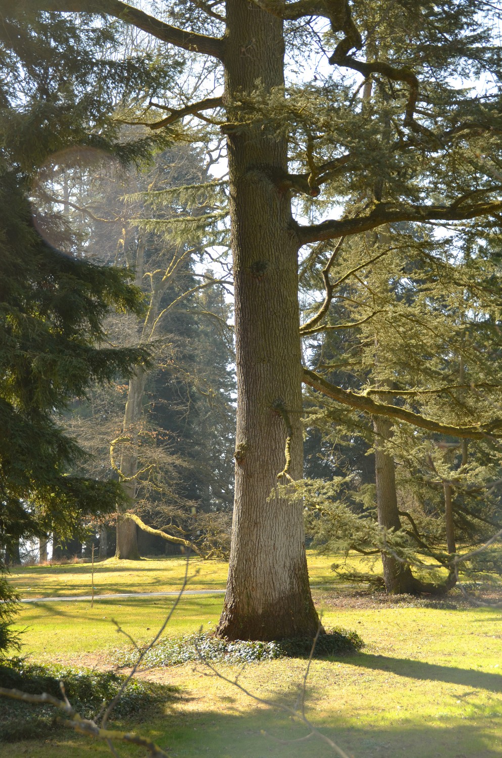 Cedrus libani - Mainau - 2022