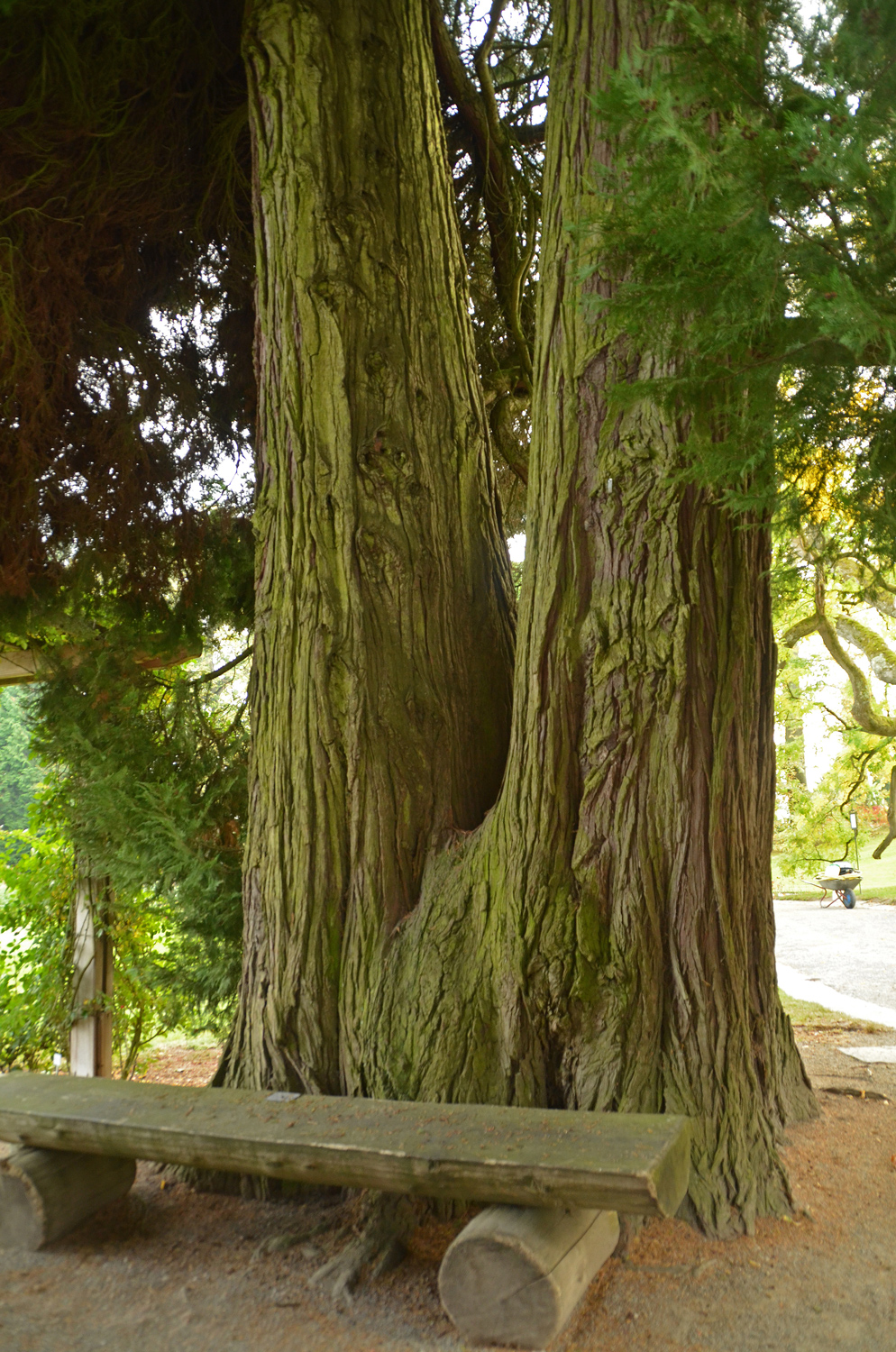 'Erecta Viridis' Chamaecyparis lawsoniana