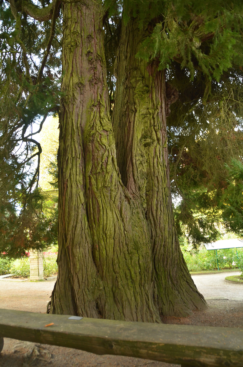 'Erecta Viridis' Chamaecyparis lawsoniana