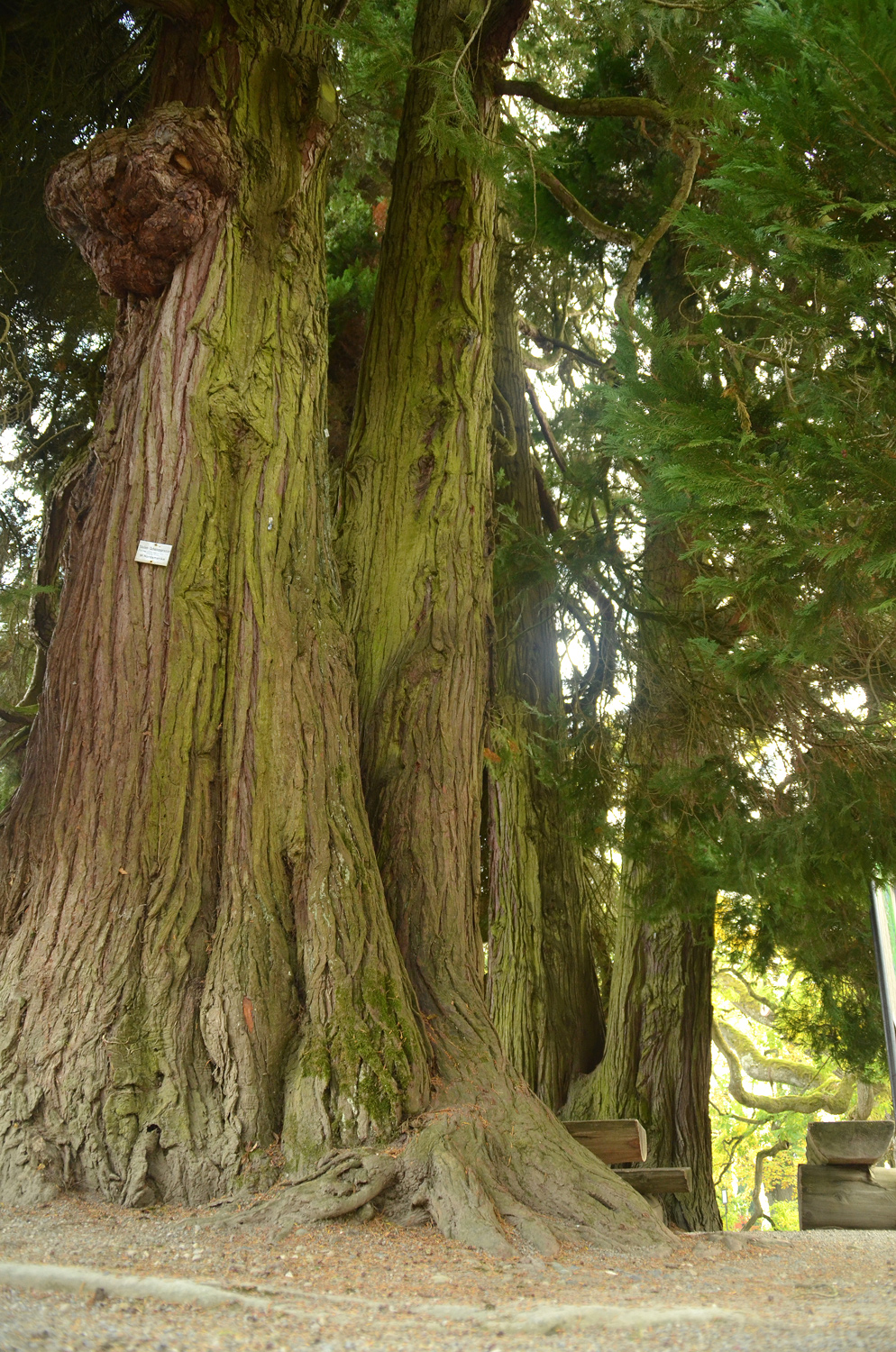 Chamaecyparis lawsoniana 'Erecta viridis' - Mainau - Okt. 2021