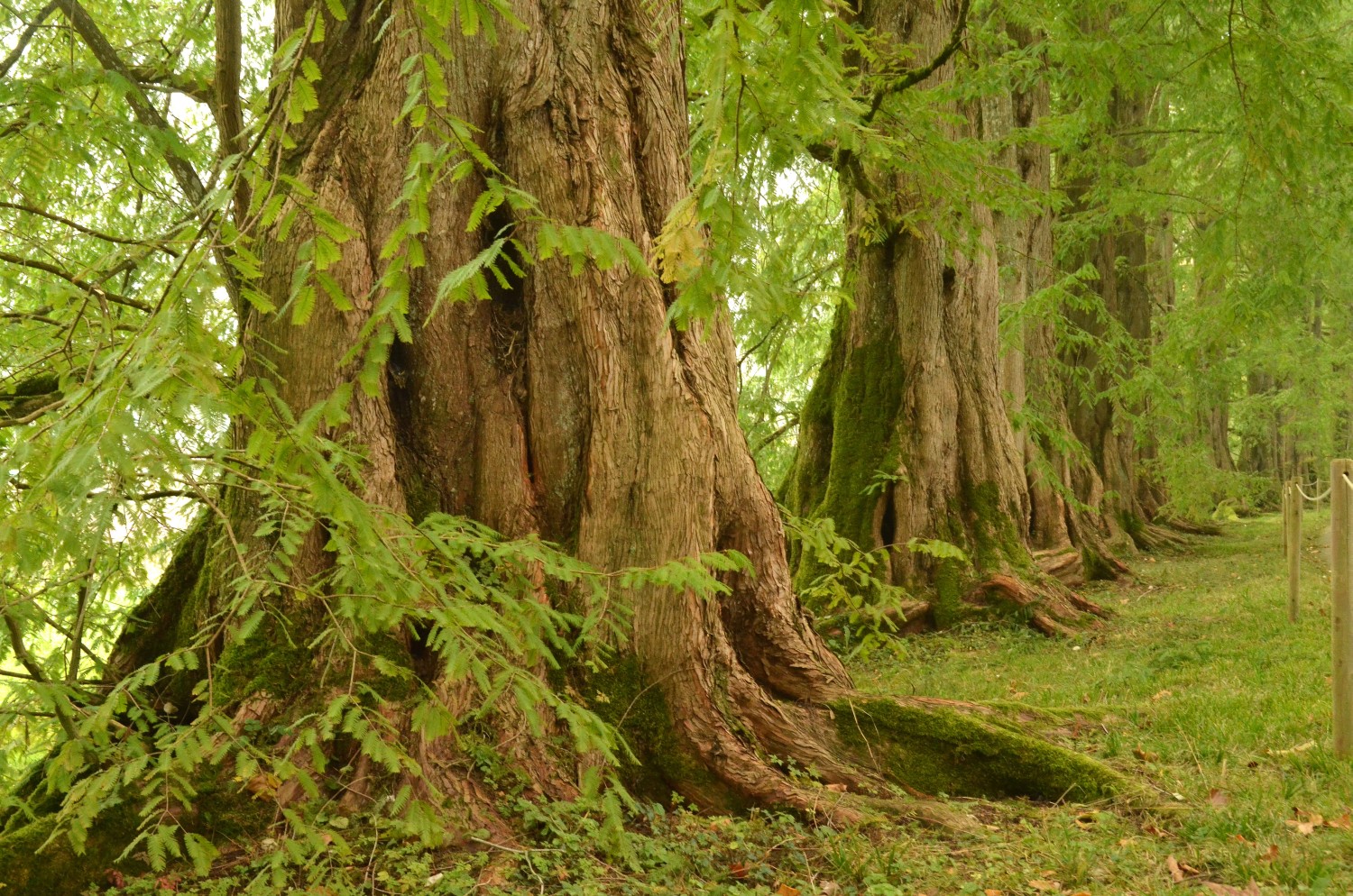 glyptostroboides Metasequoia