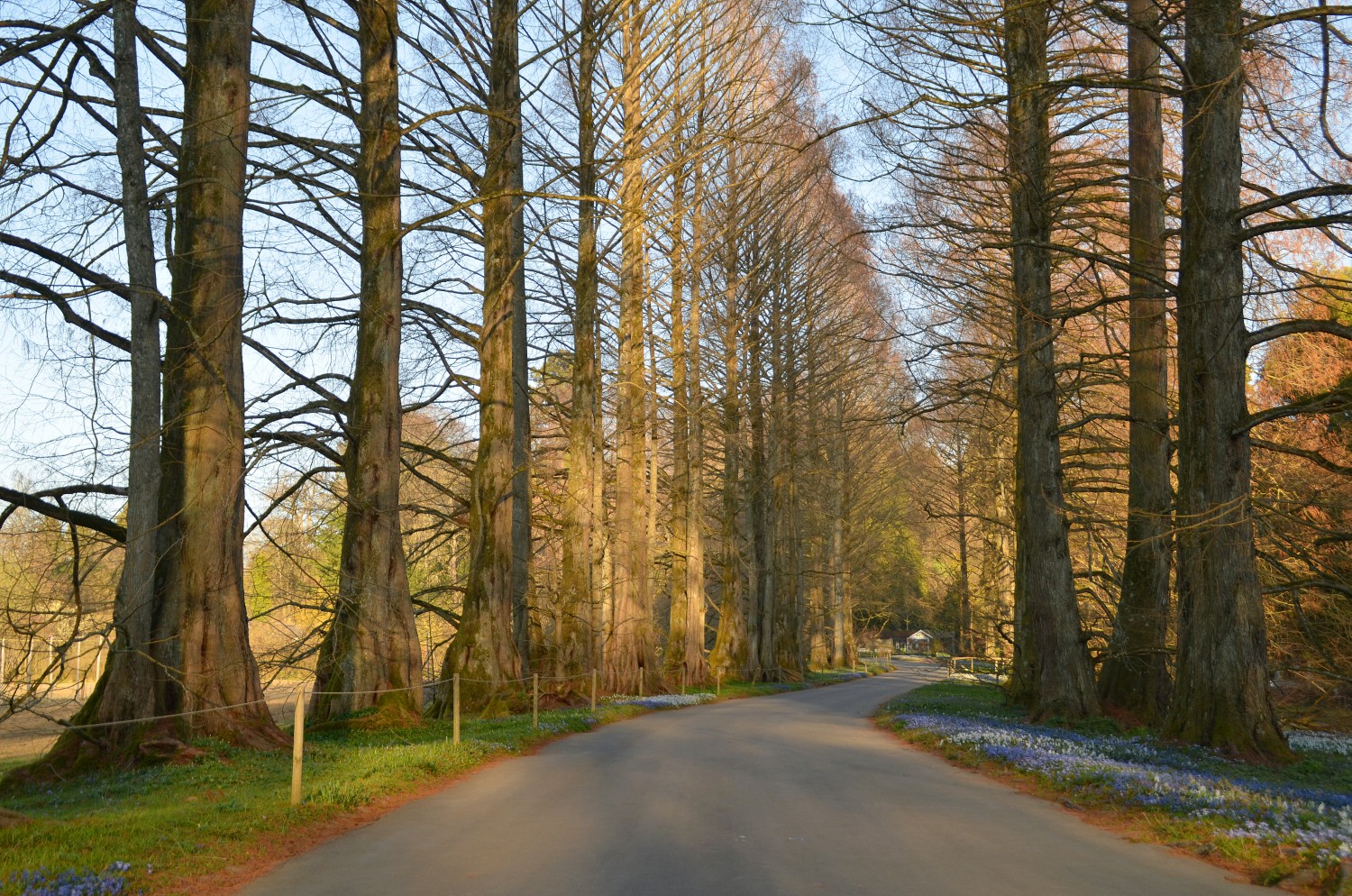 Metasequoia glyptostroboides - Mainau - 2021
