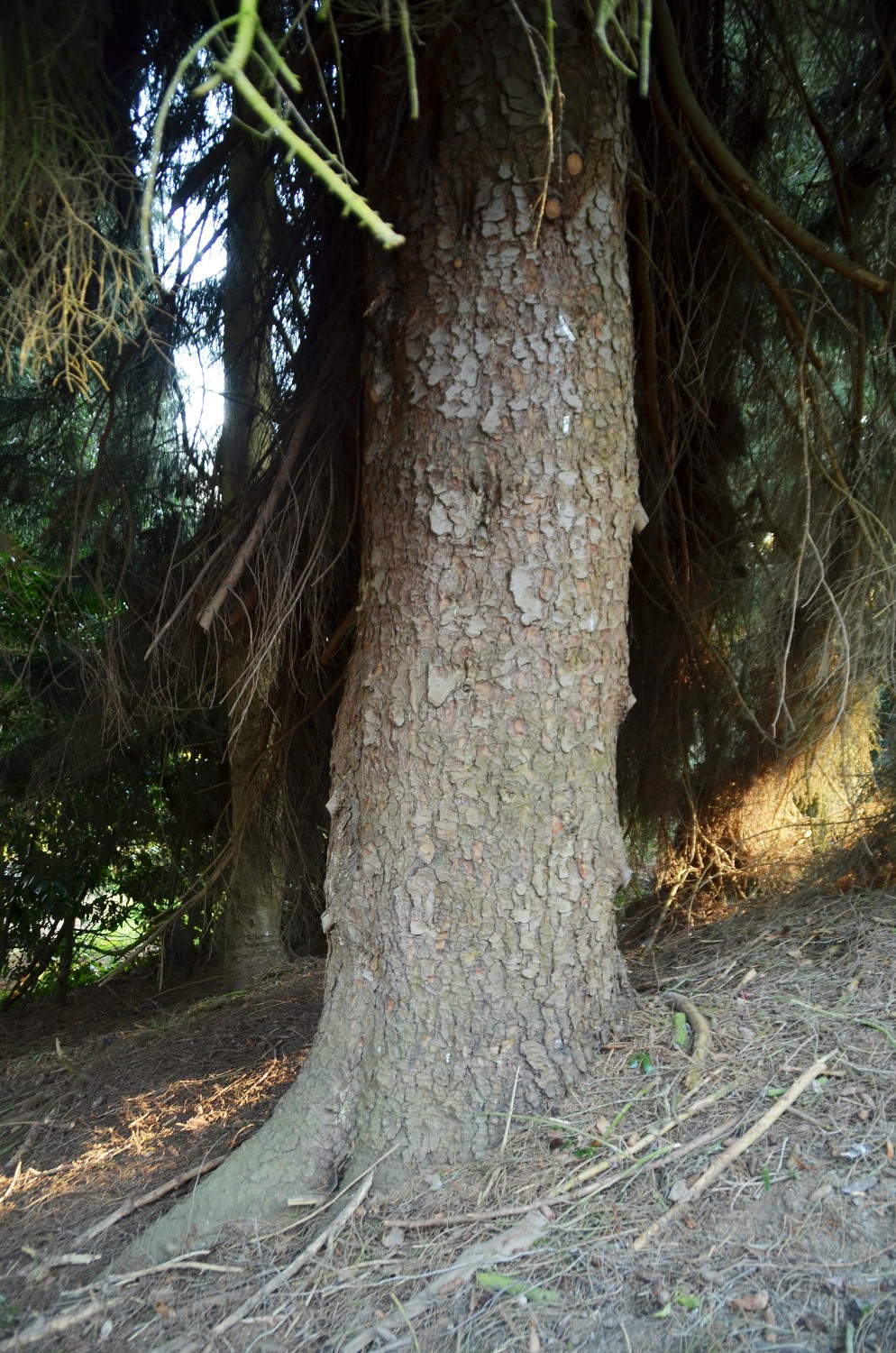 orientalis Picea