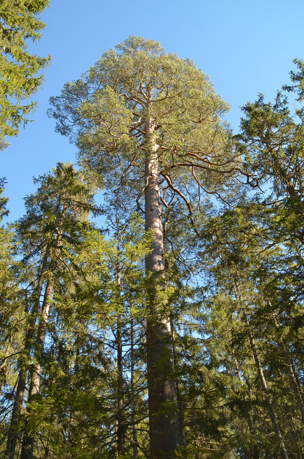 Pinus sylvestris - Friedenweiler - 2022