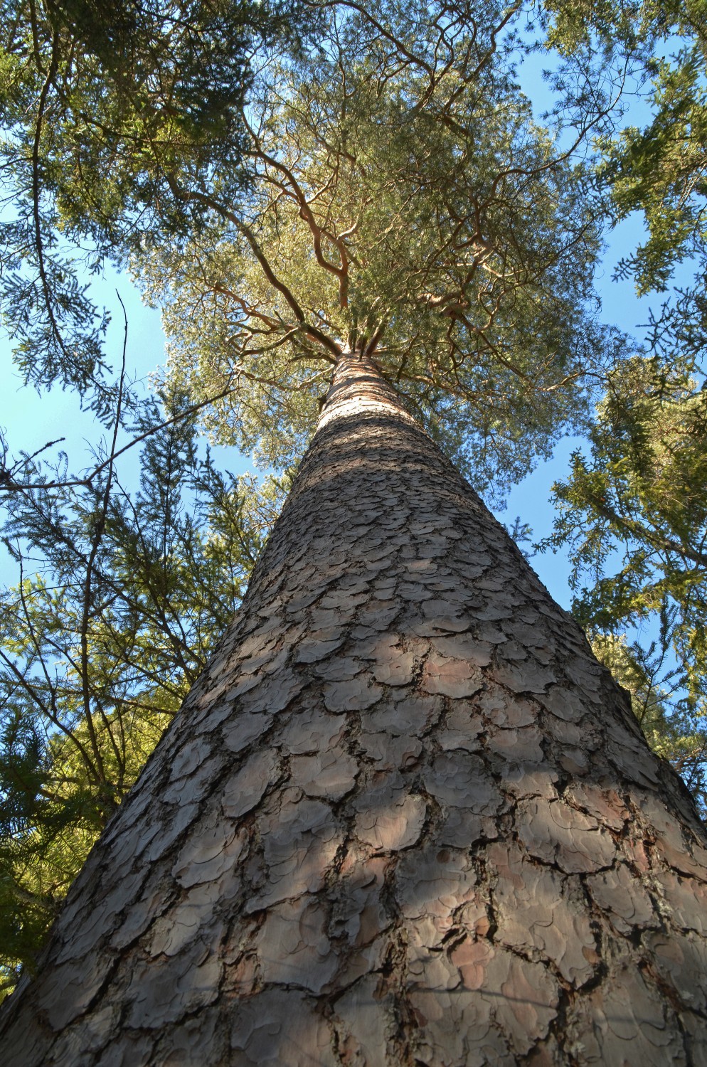 Pinus sylvestris - Friedenweiler - 2022