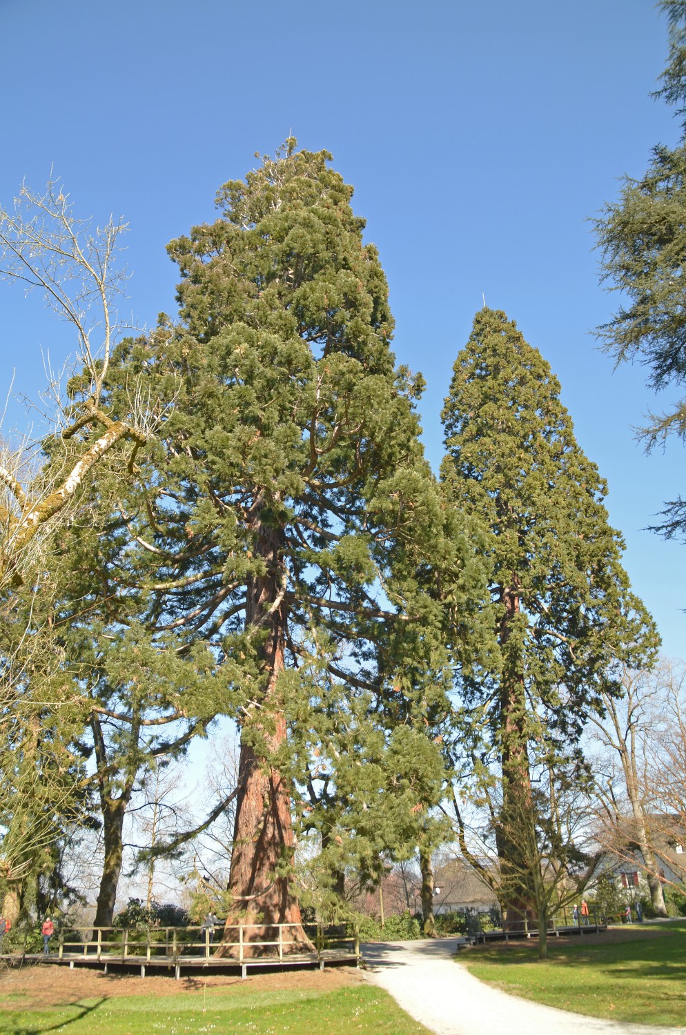 giganteum Sequoiadendron