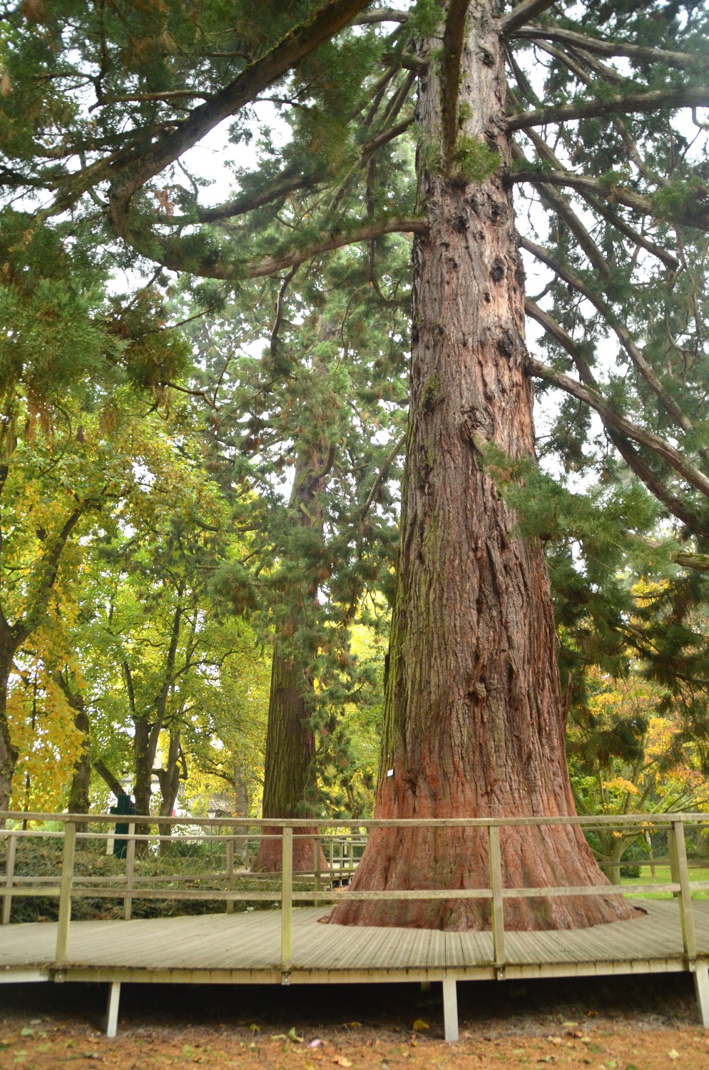 Sequoiadendron giganteum - Mainau - 2022