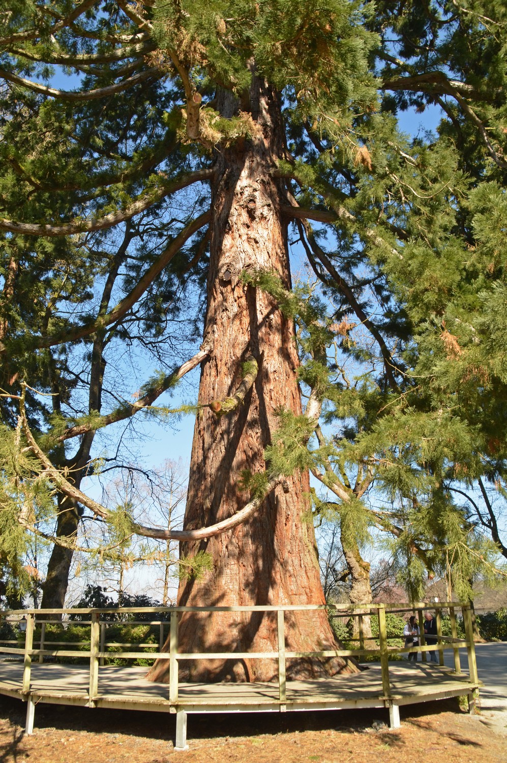 Sequoiadendron giganteum - Mainau - 2022