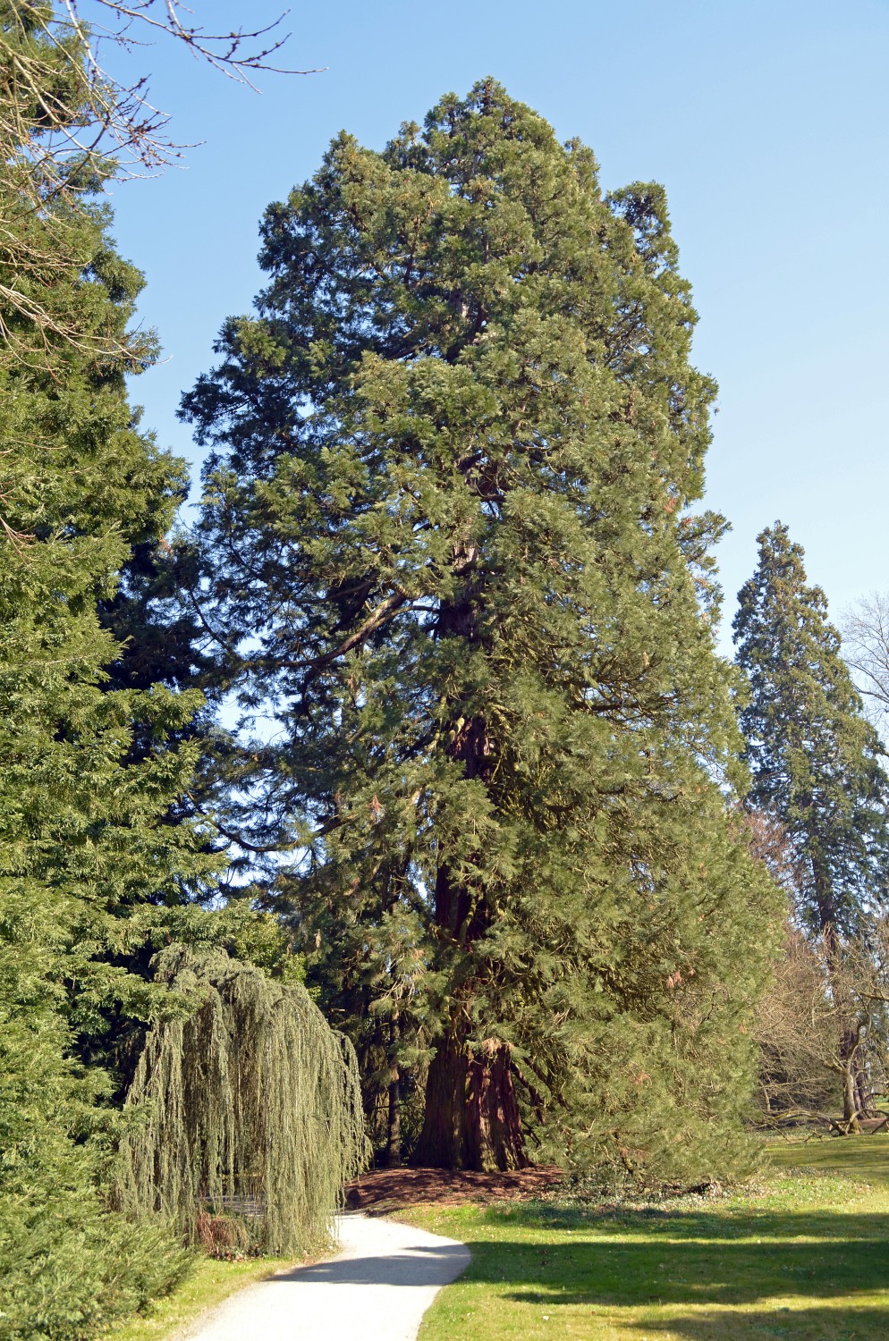 giganteum Sequoiadendron