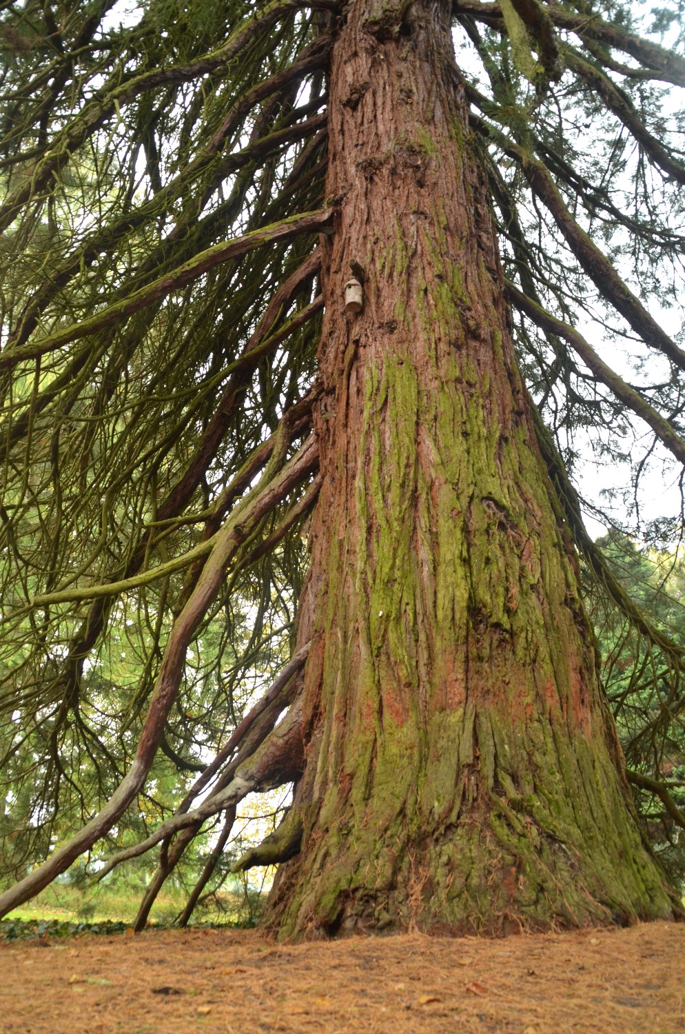 Sequoiadendron giganteum - Mainau - 2022