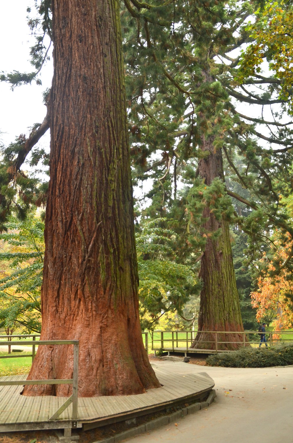 giganteum Sequoiadendron