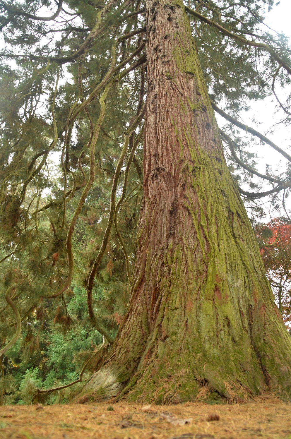 giganteum Sequoiadendron