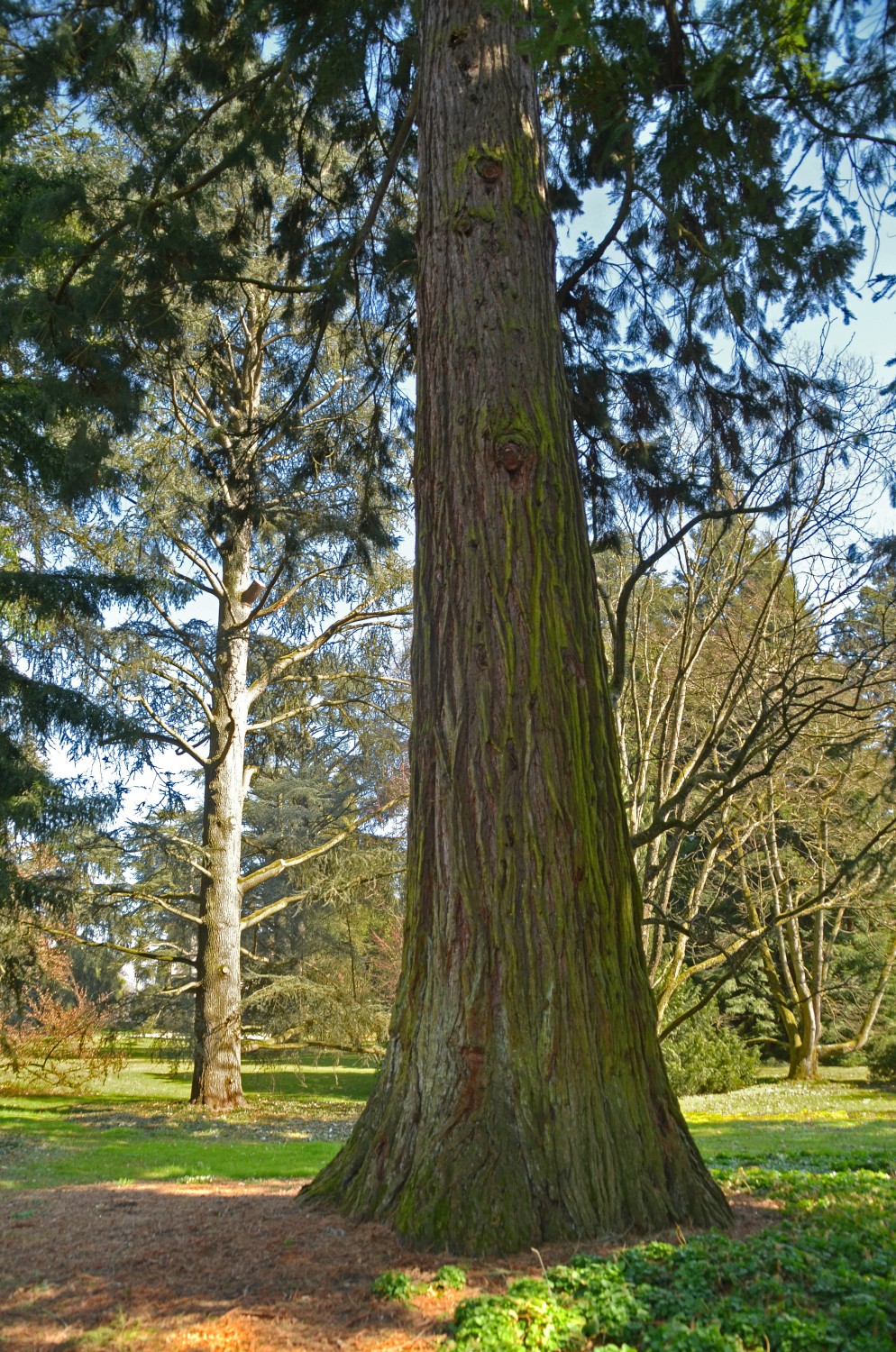 giganteum Sequoiadendron