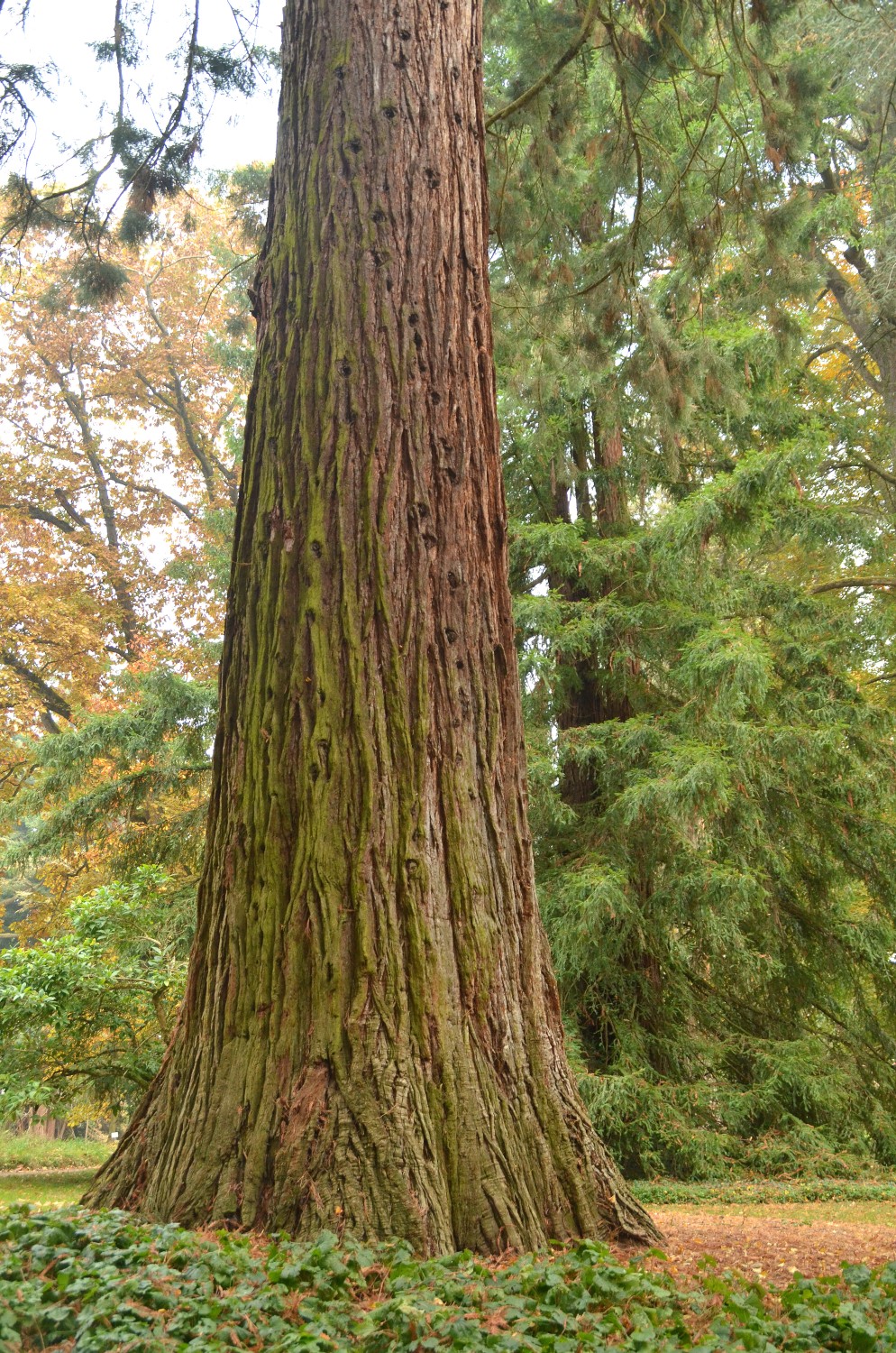 Sequoiadendron giganteum - Mainau - 2022