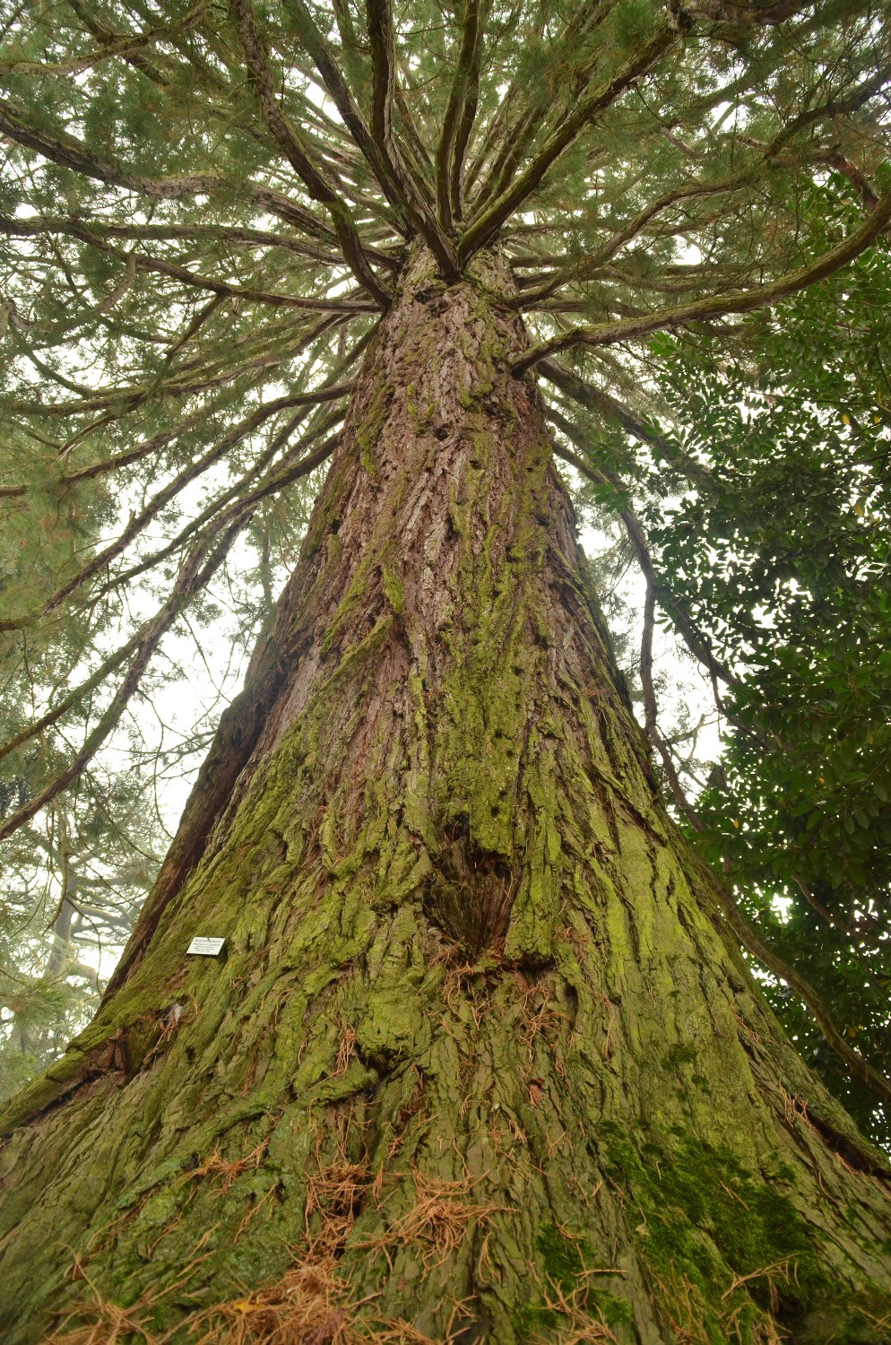 giganteum Sequoiadendron