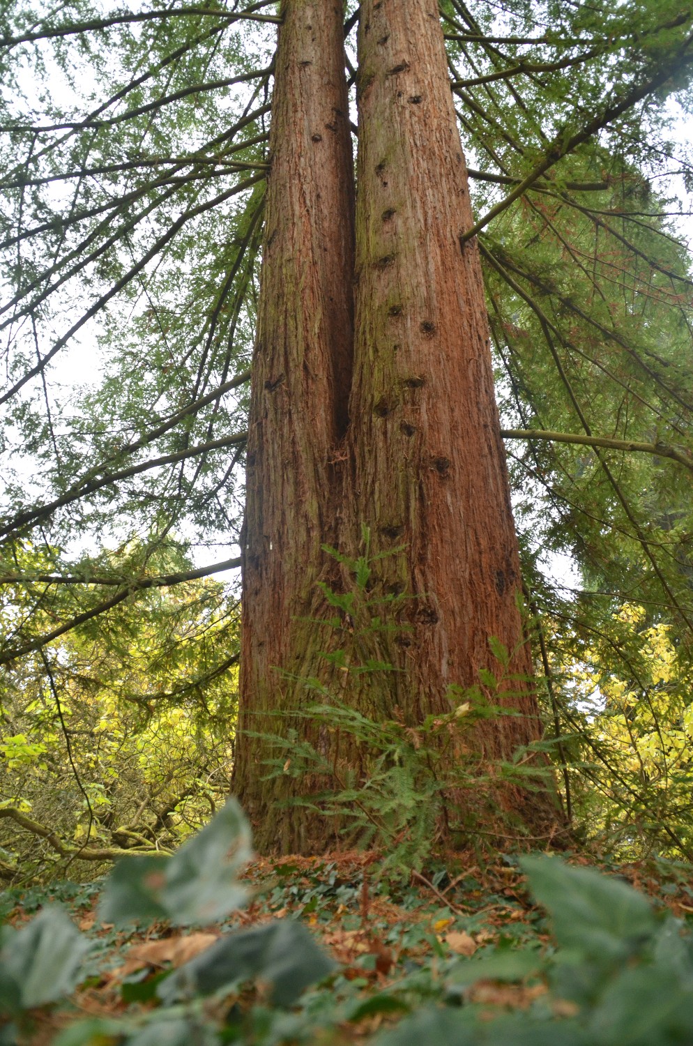 sempervirens Sequoia