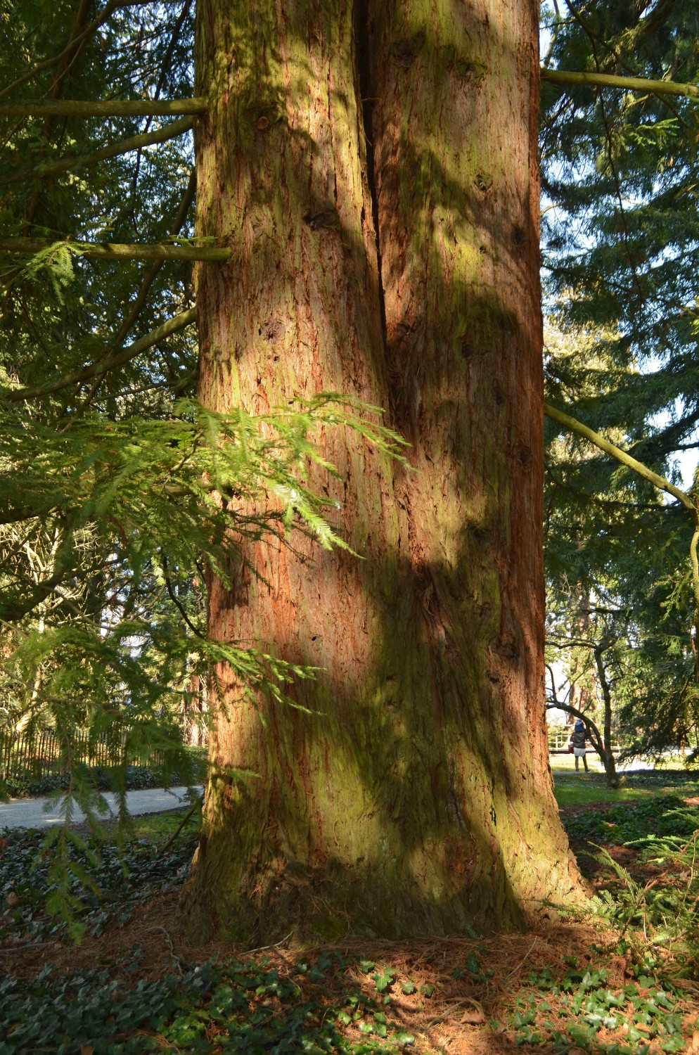 Sequoia sempervirens - Mainau - 2022