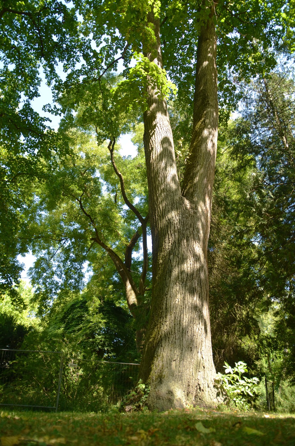 americana Tilia